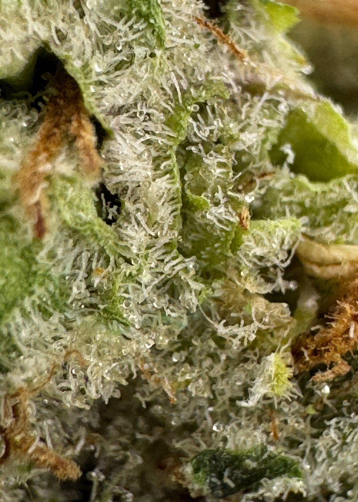 Mule Fuel THCa indoor flower