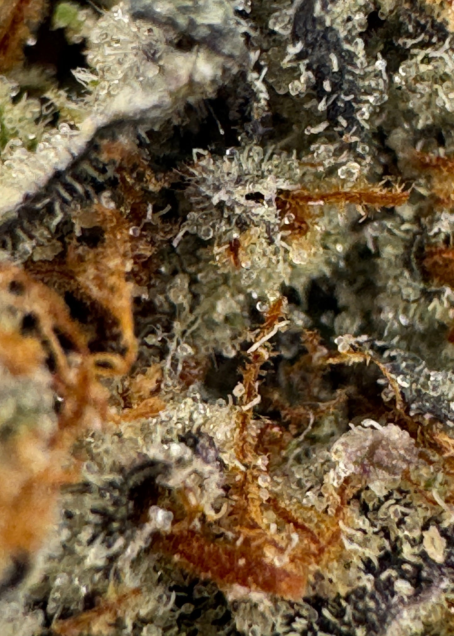 Donny Burger THCa indoor flower
