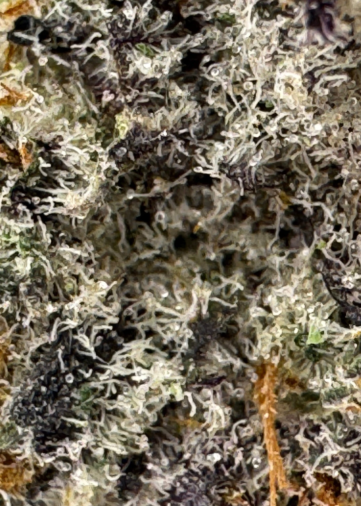 Sunset Sherbet x Jiffy Cake THCa indoor flower