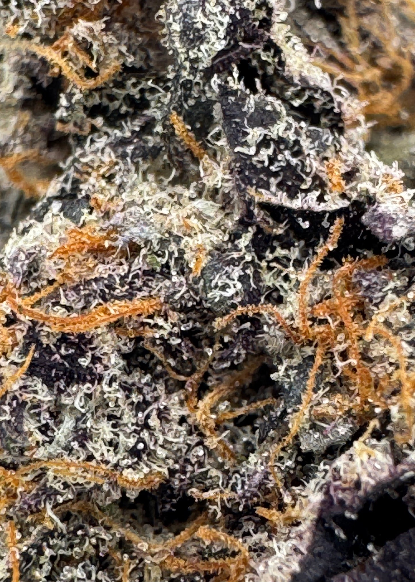 Peanut Butter Apricot Mimosa THCa indoor flower
