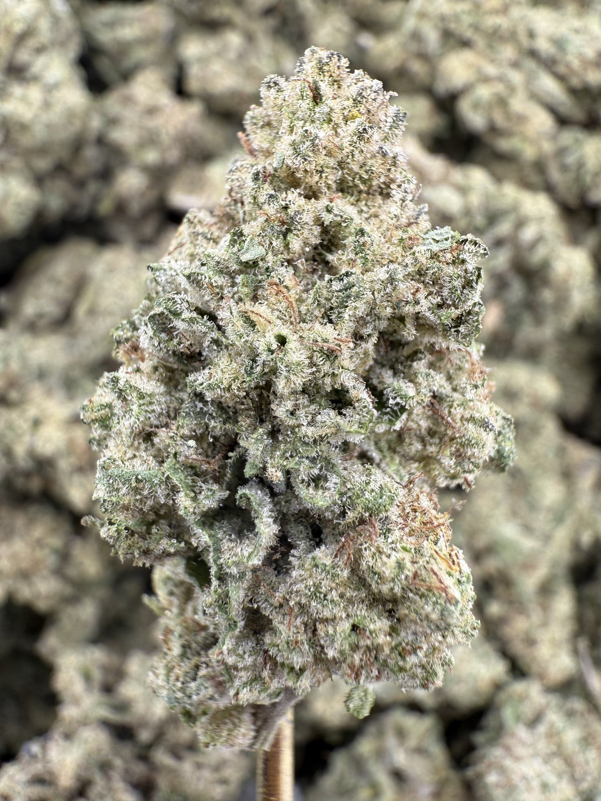 Alien Cookies