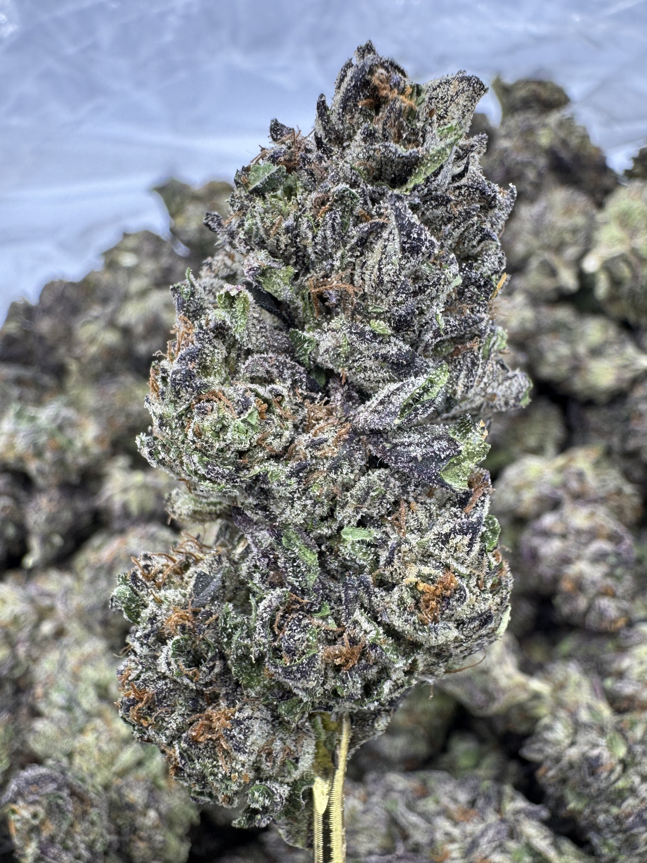 Birthday Cake Strain – Sweet Vanilla Dessert Flavor