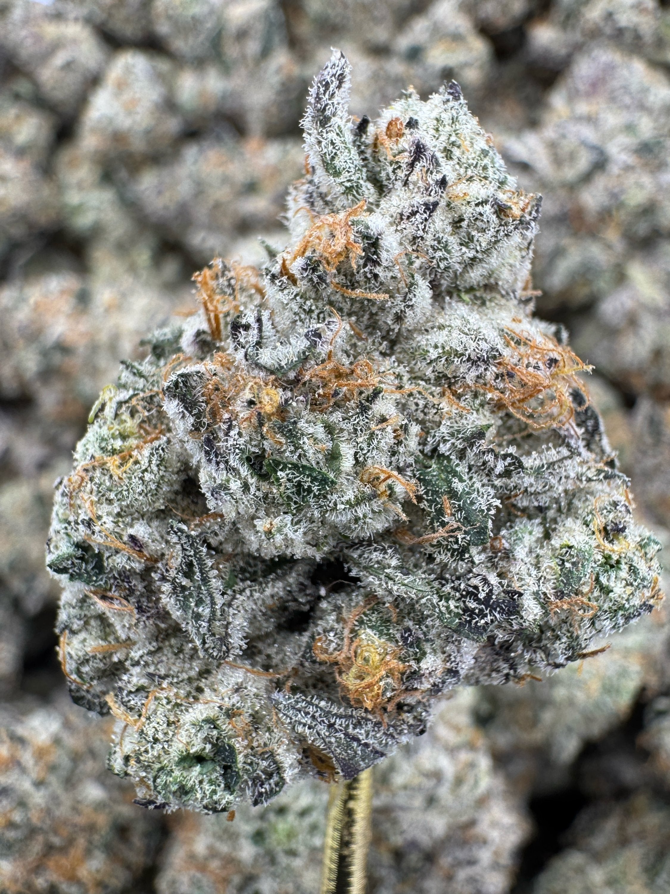 Black Amber Strain – Dark Fruit Hybrid