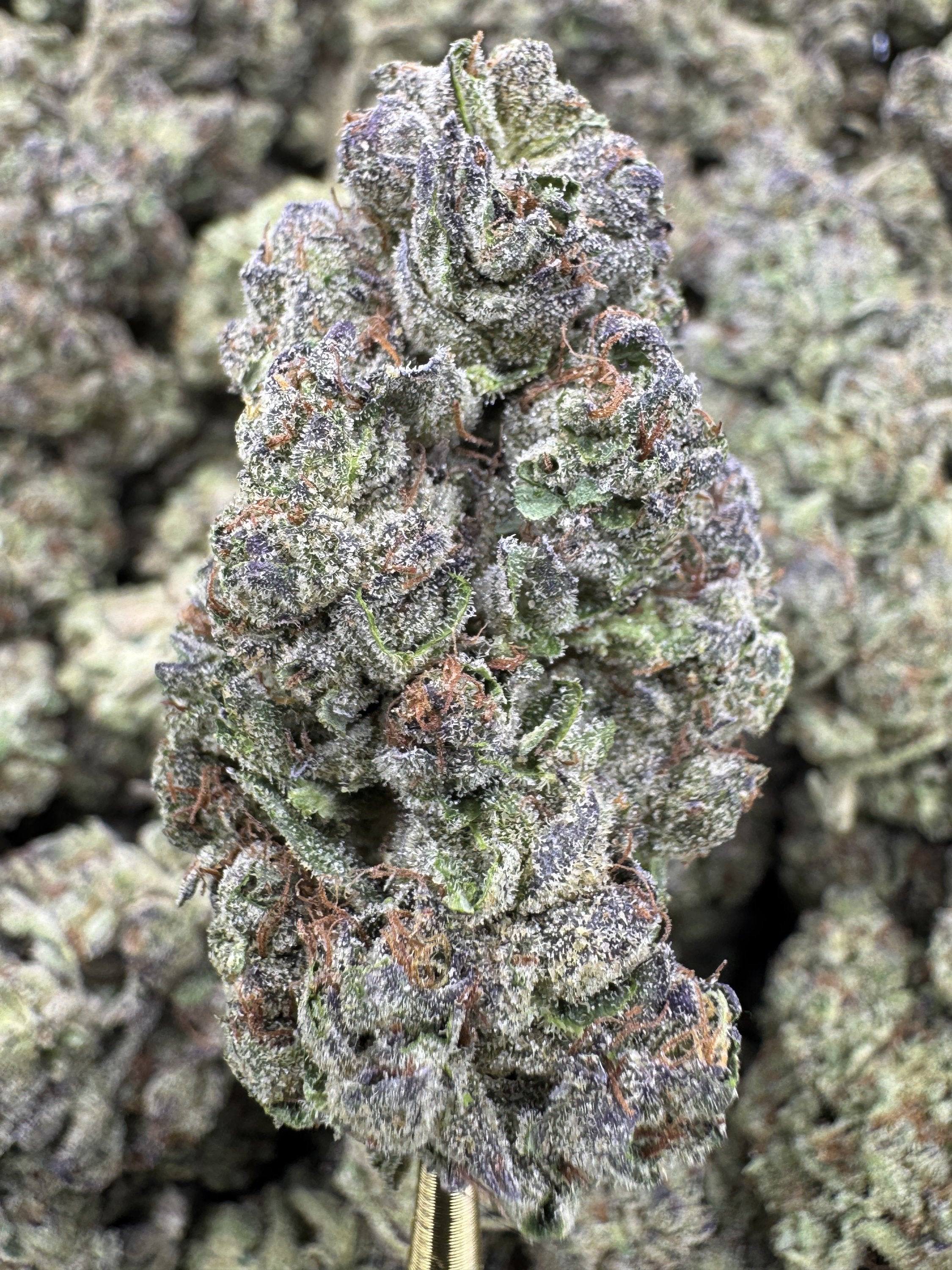 Black Ice Hybrid Strain – Frosted Cool Smooth Experience
