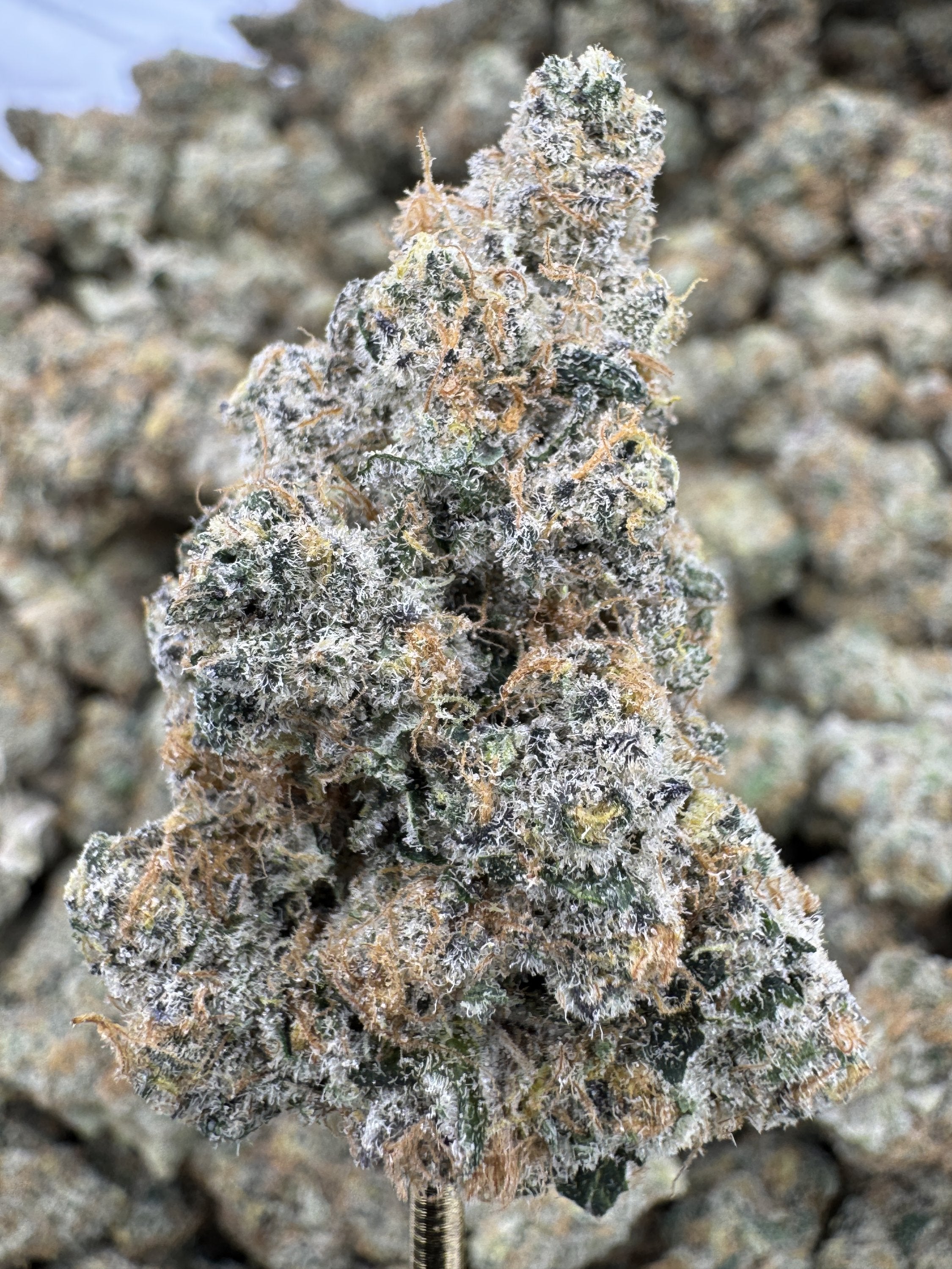 Blackberry Super Boof