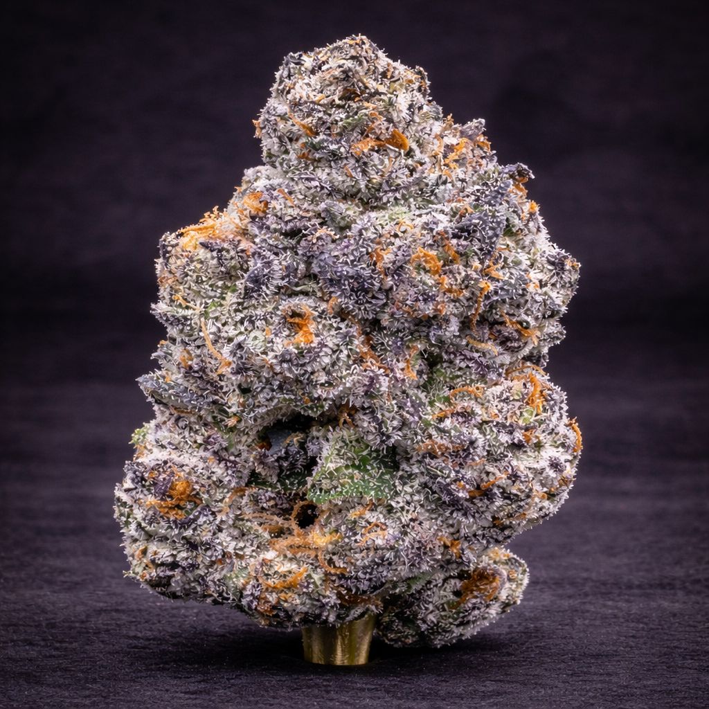 Blue Andeze | Exotic Indoor