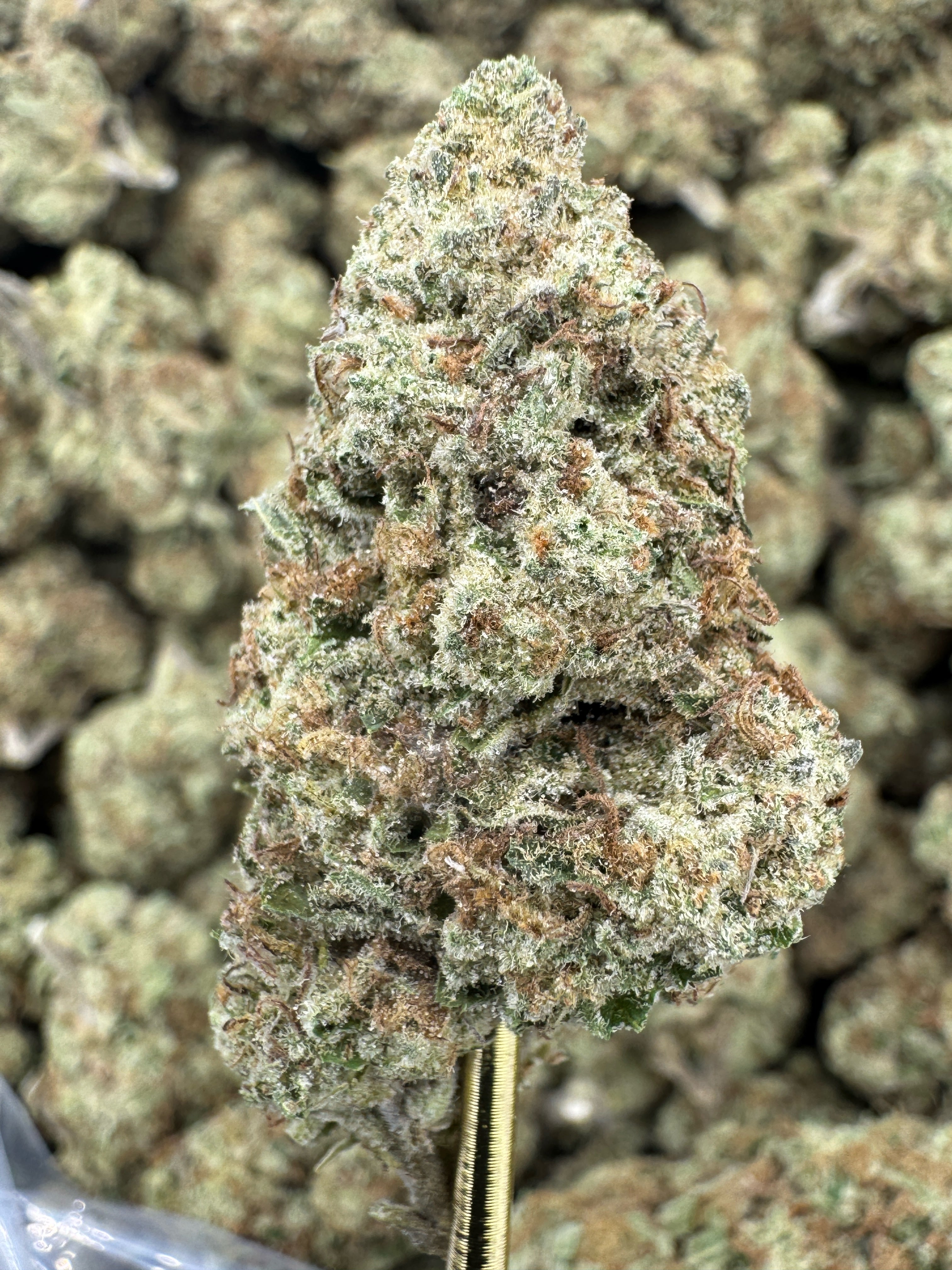 Blueberry Muffin
