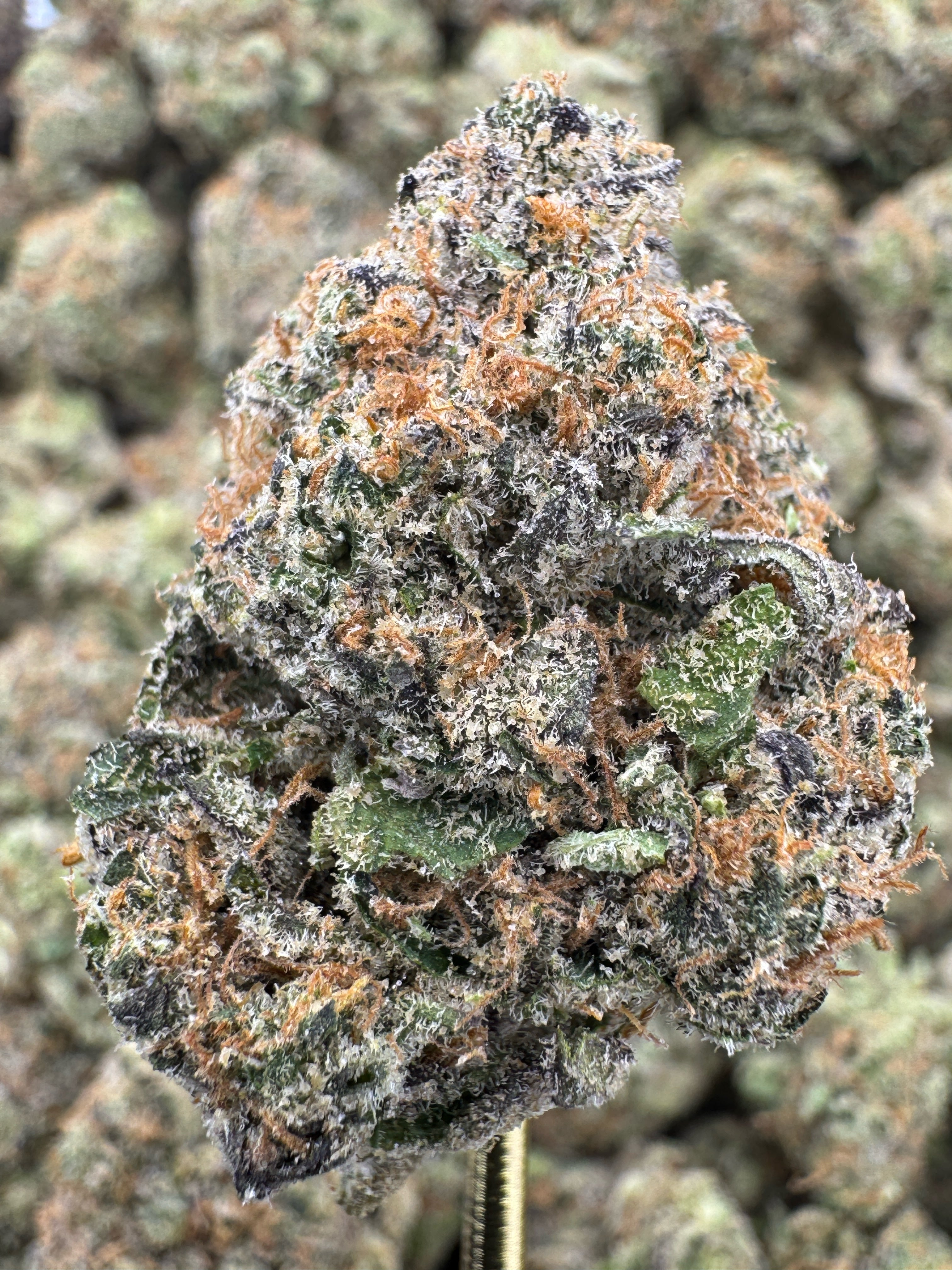 Cherry Pie Runtz