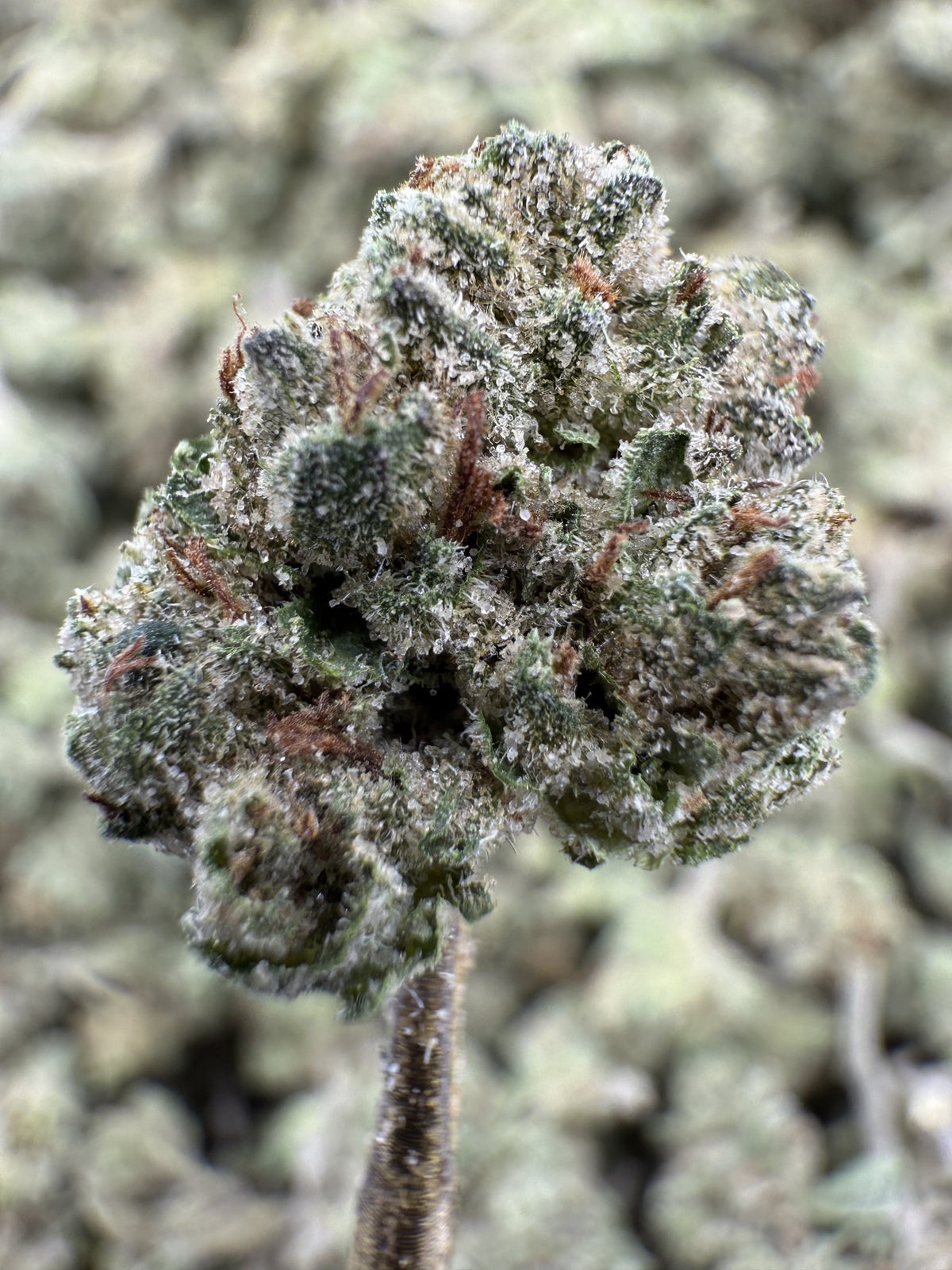 Donut Shop – Sweet Bakery Dessert Hybrid Strain