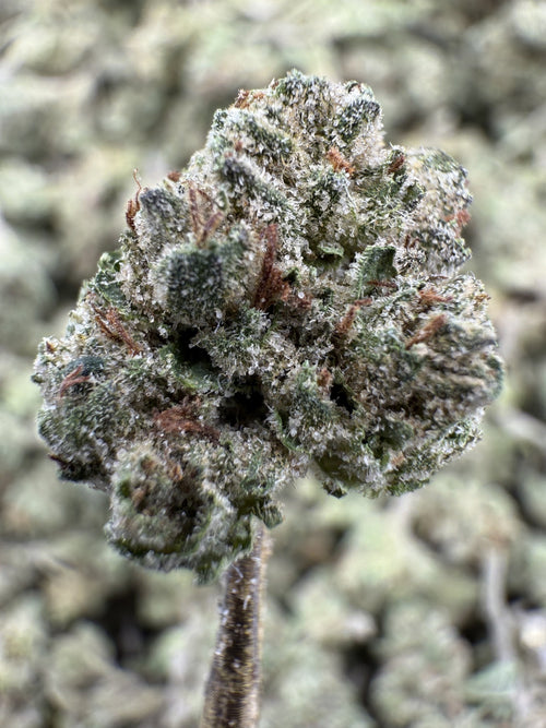 Donut Shop – Sweet Bakery Dessert Hybrid Strain