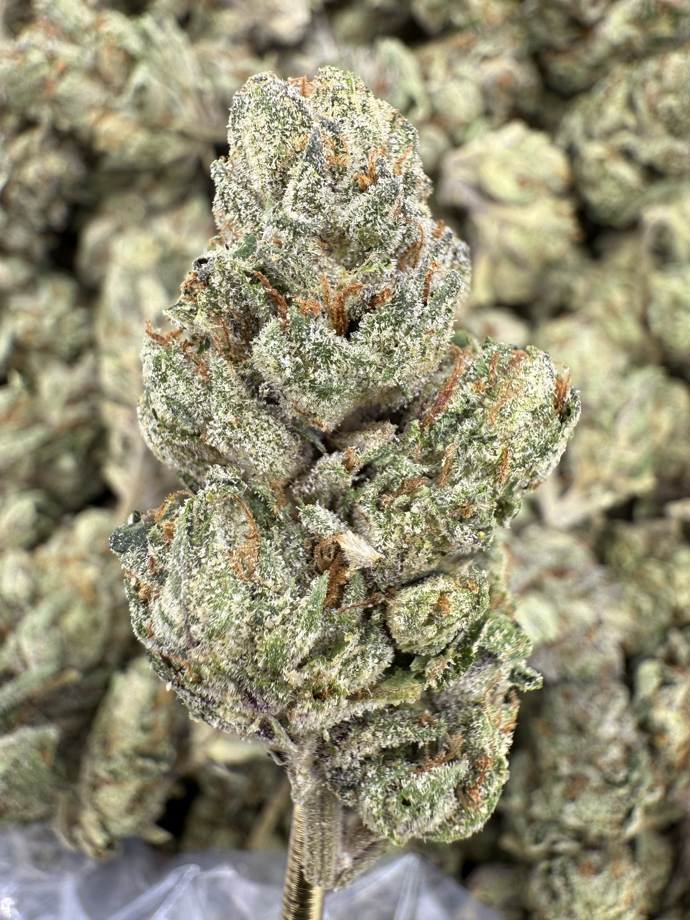 Gelato 41