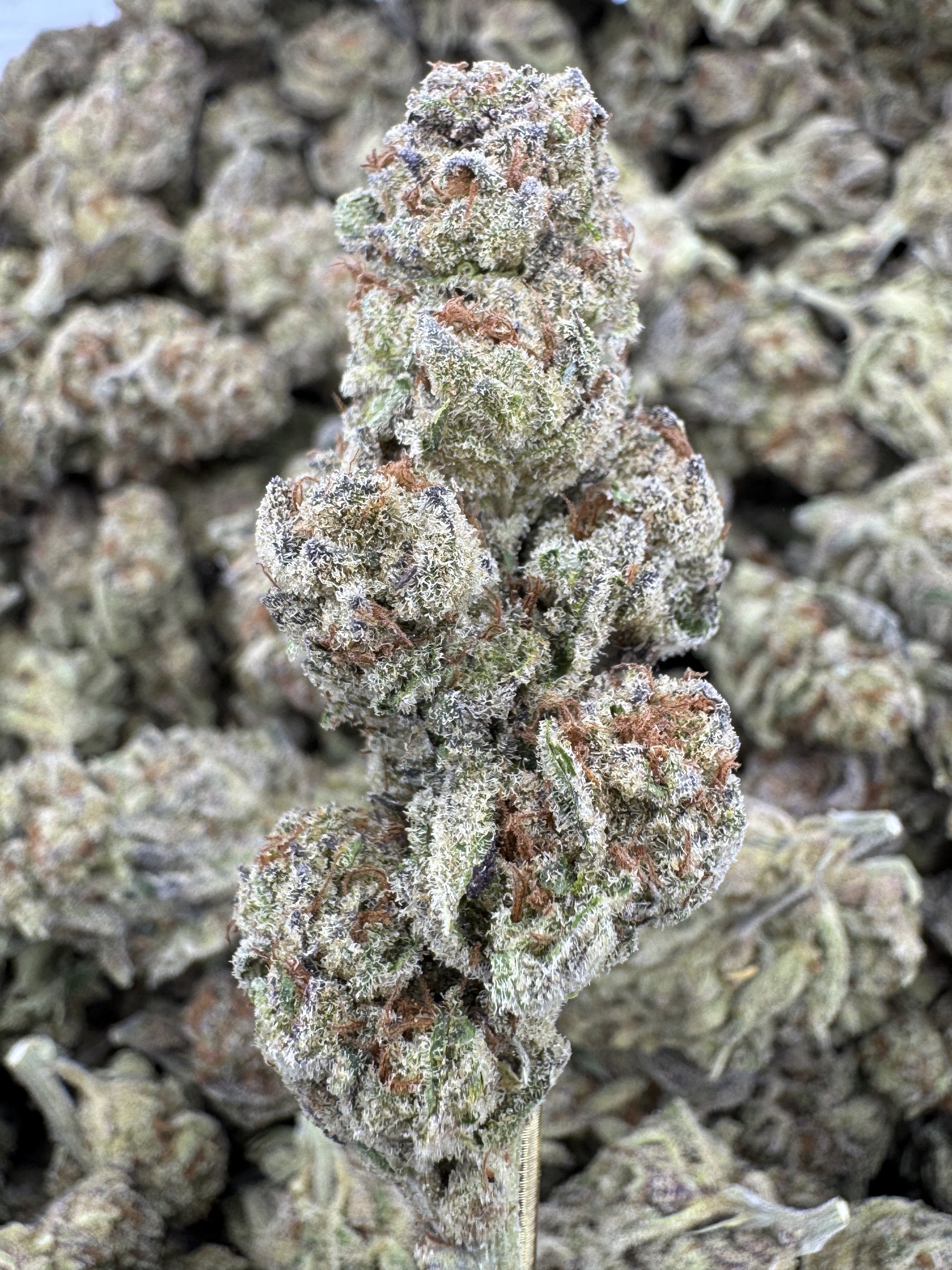 Glitterbomb Strain – Sweet Citrus Candy Flavor