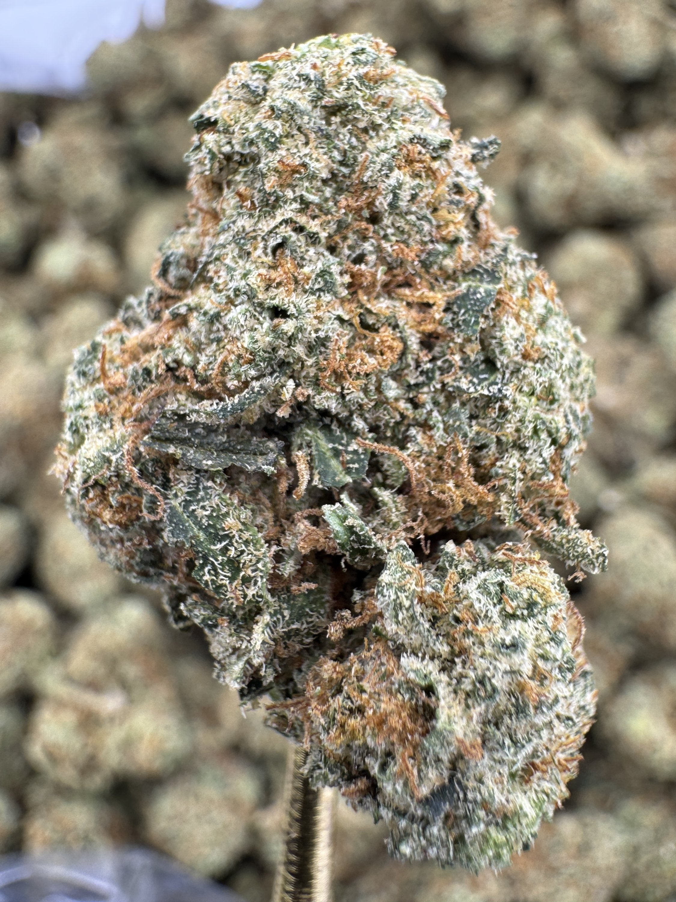 Grapefruit