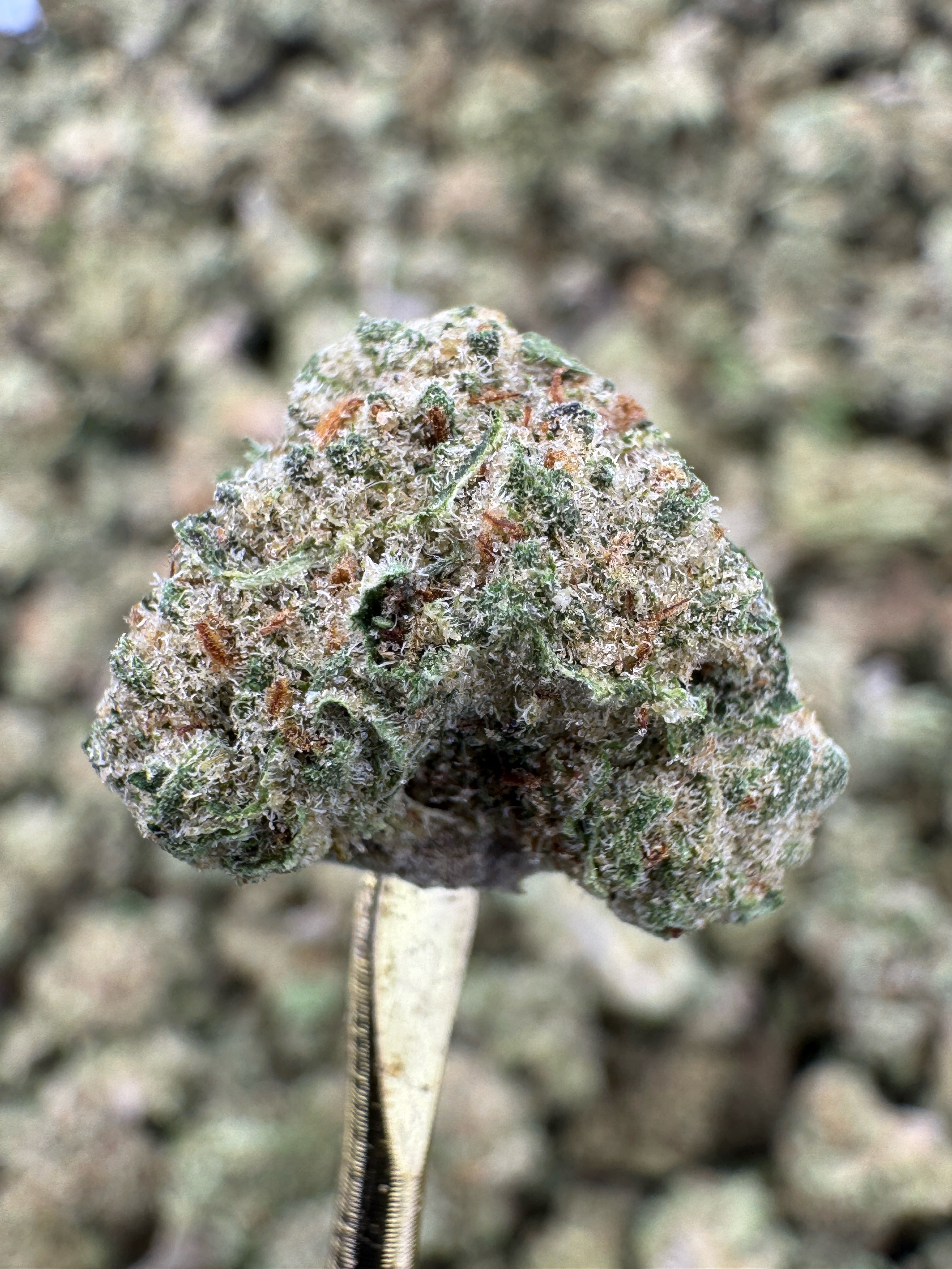 Hash Burger Strain – Savory Diesel Kush Flavor