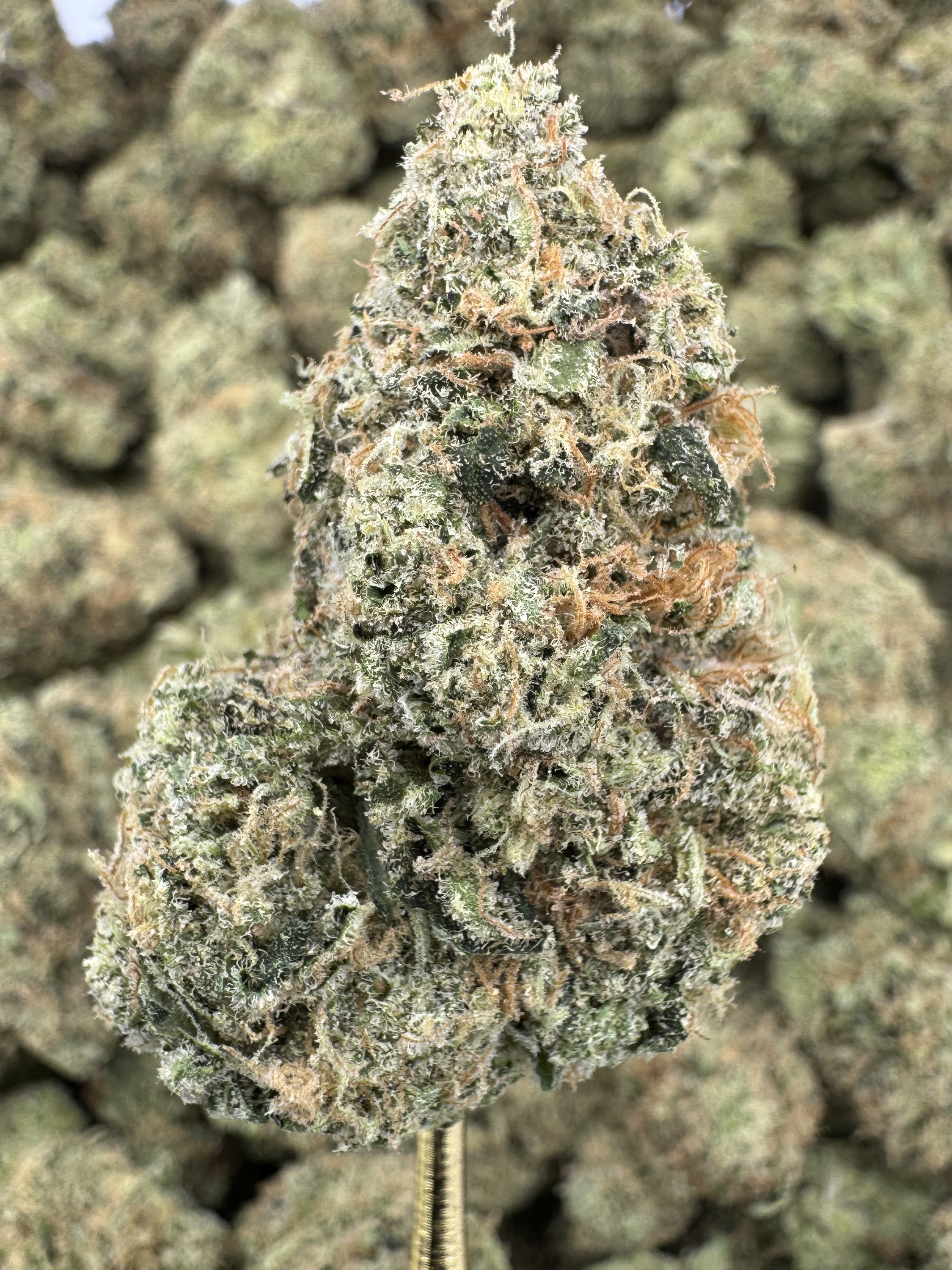 Jack Herer
