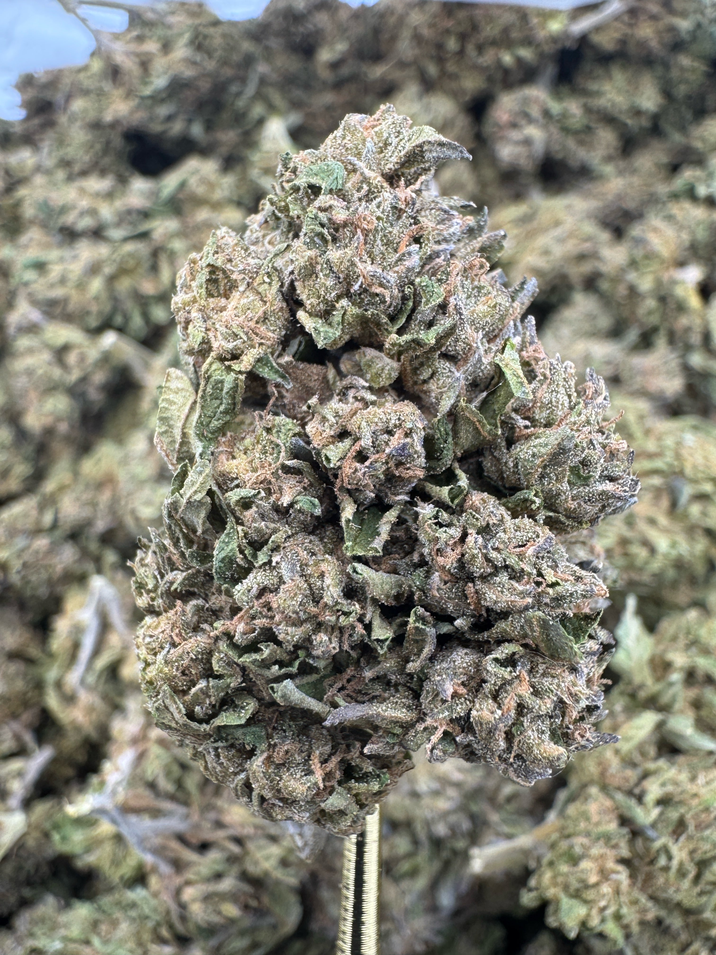 Lambs Breath