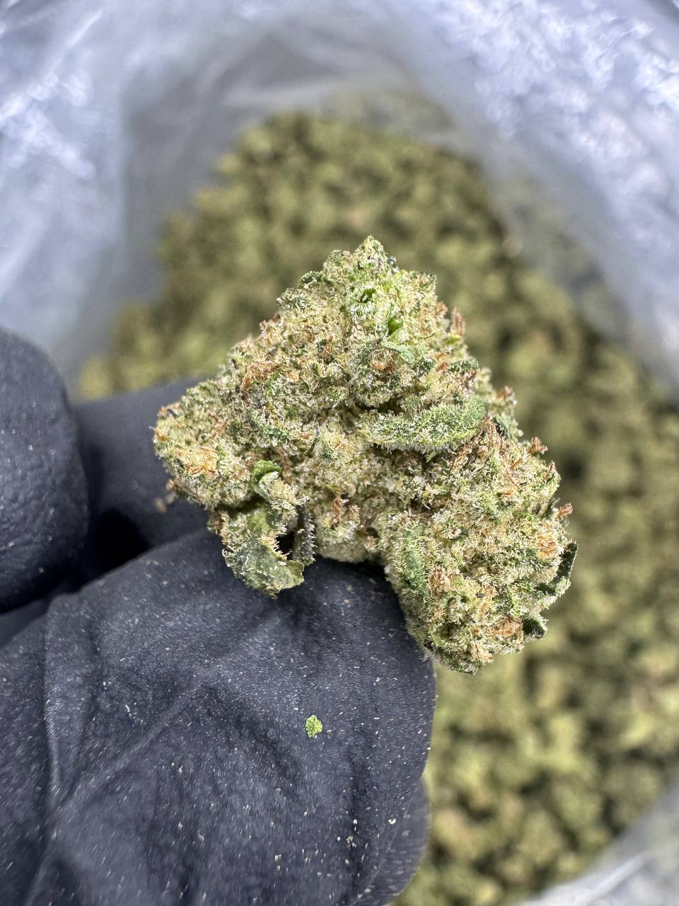 Mochi Hybrid Strain – Sweet Creamy Premium Flavor