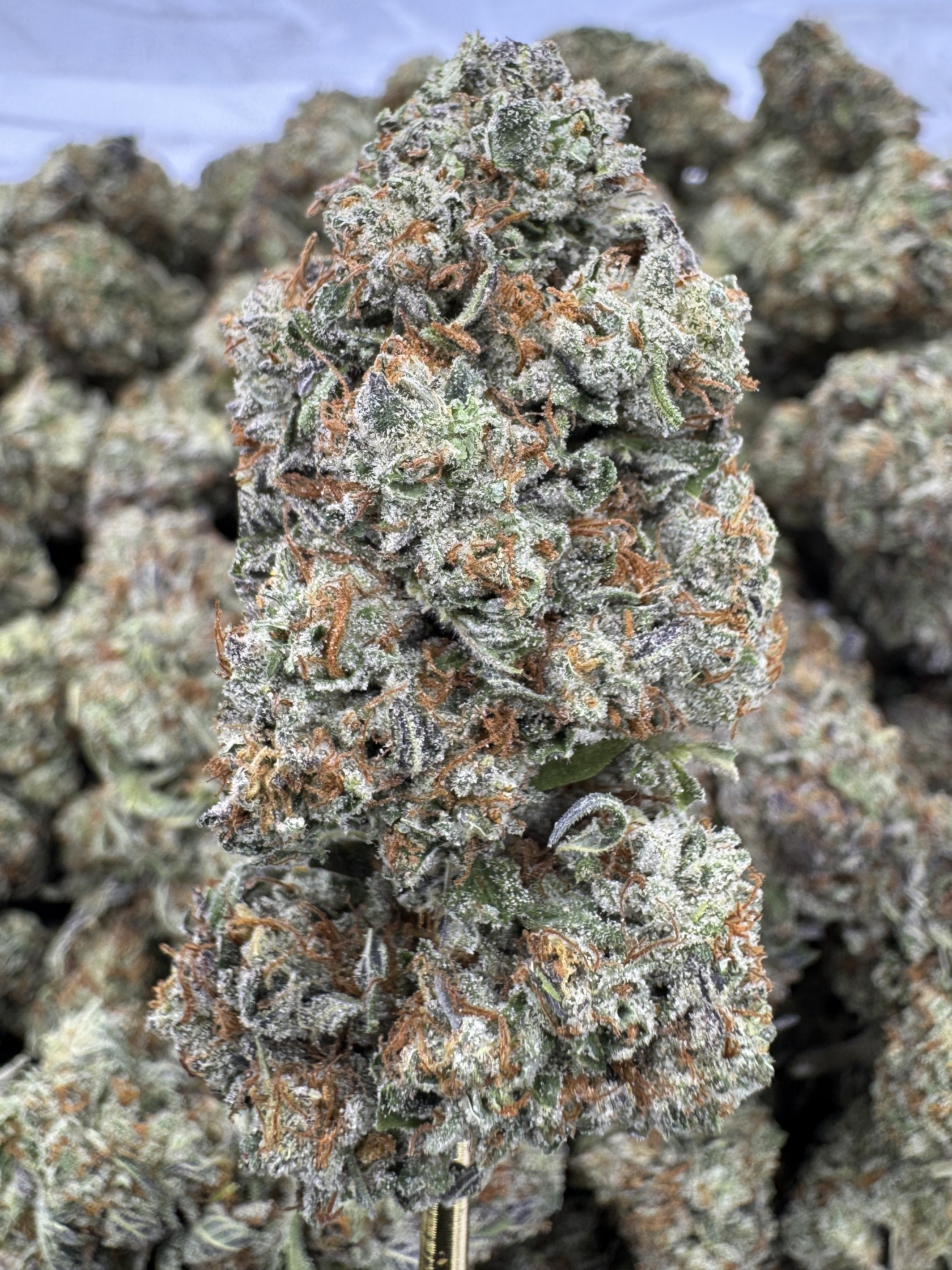 Mule Fuel
