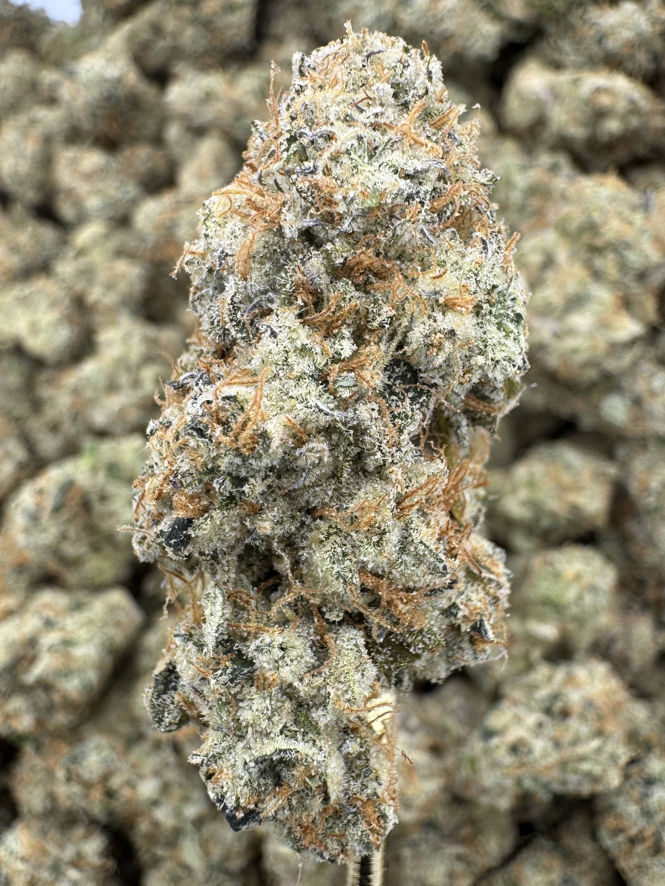 Mule Fuel