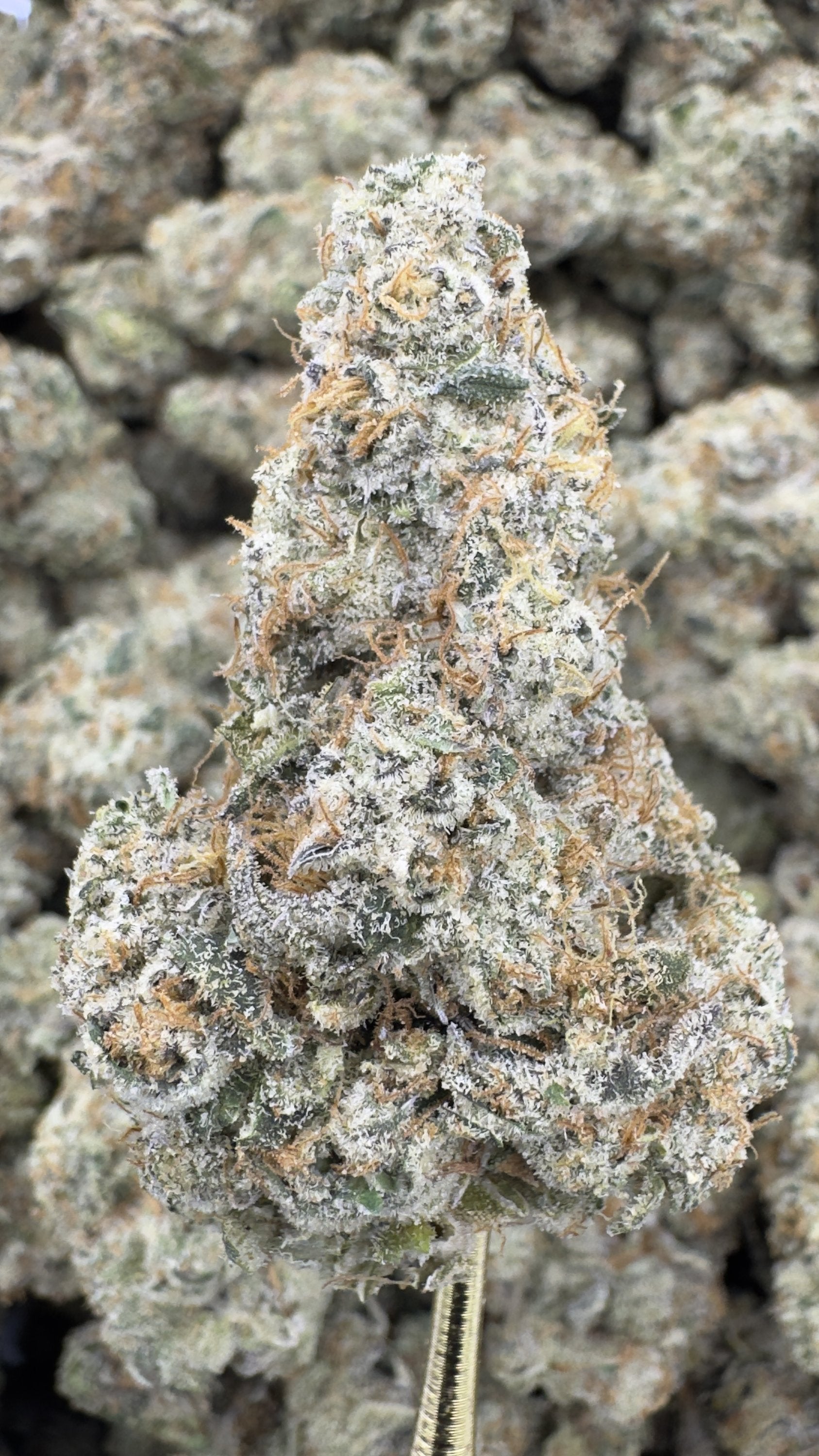 Mule Fuel