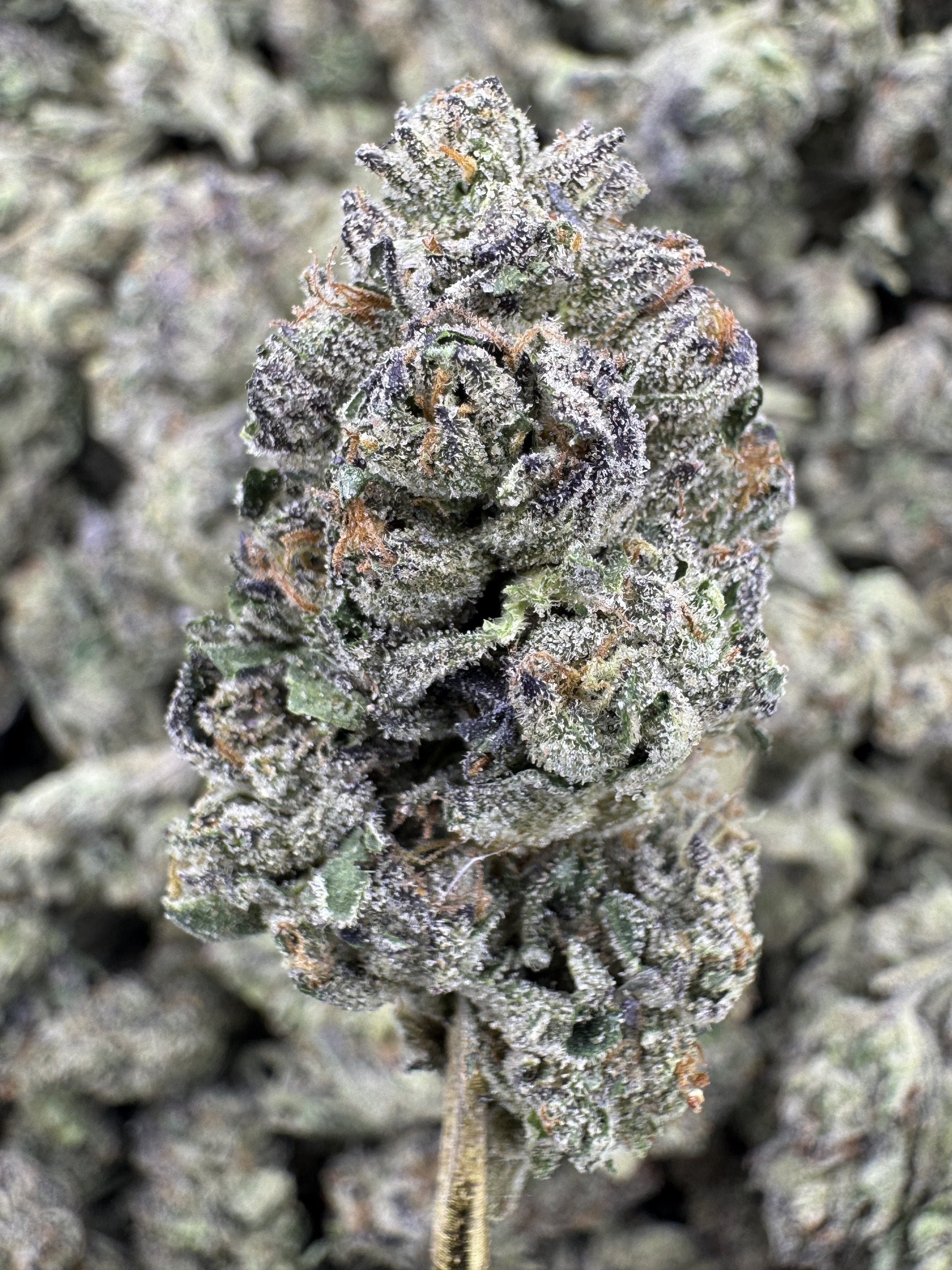 Pink Lemonade