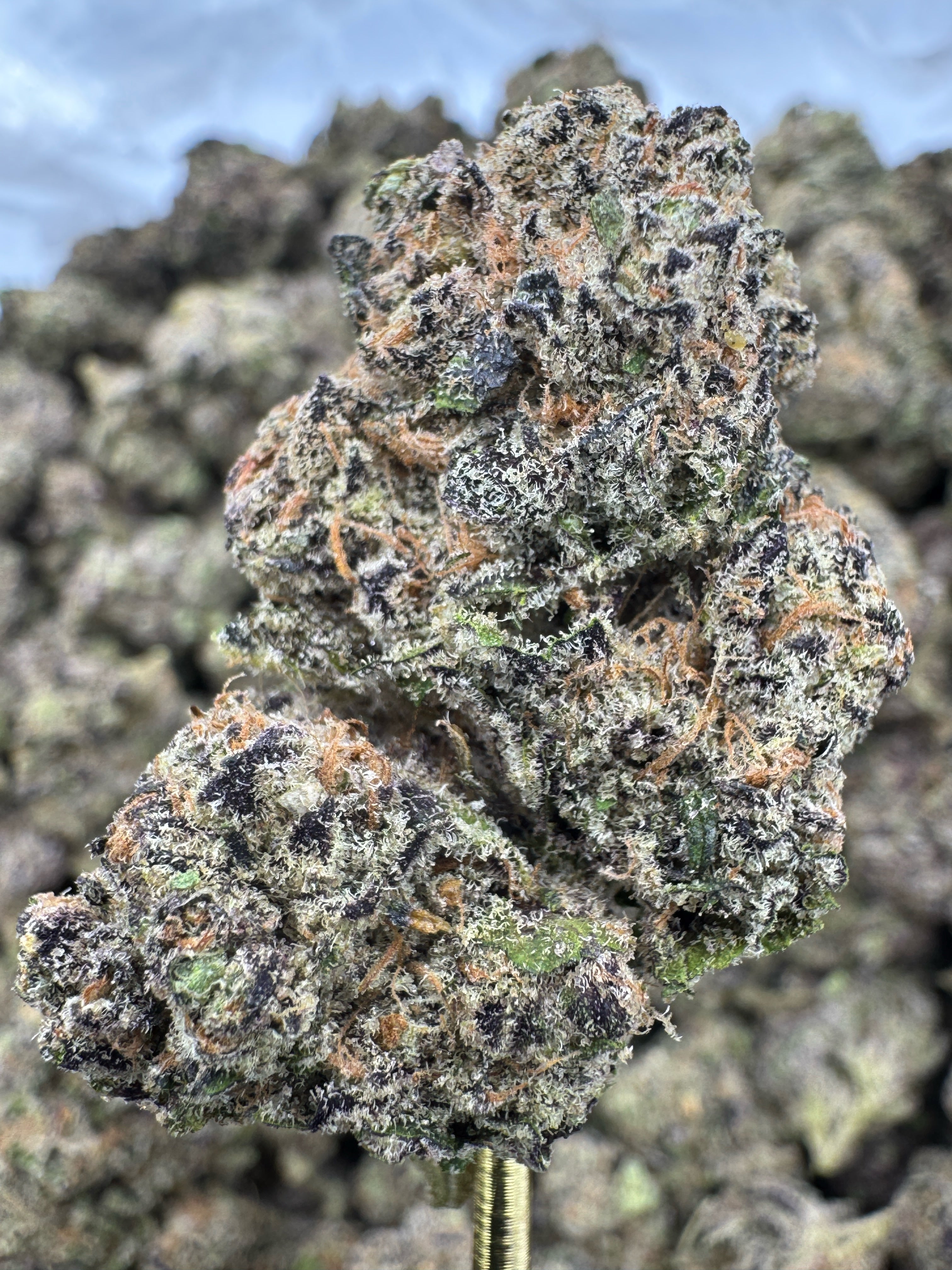 Purple Thai