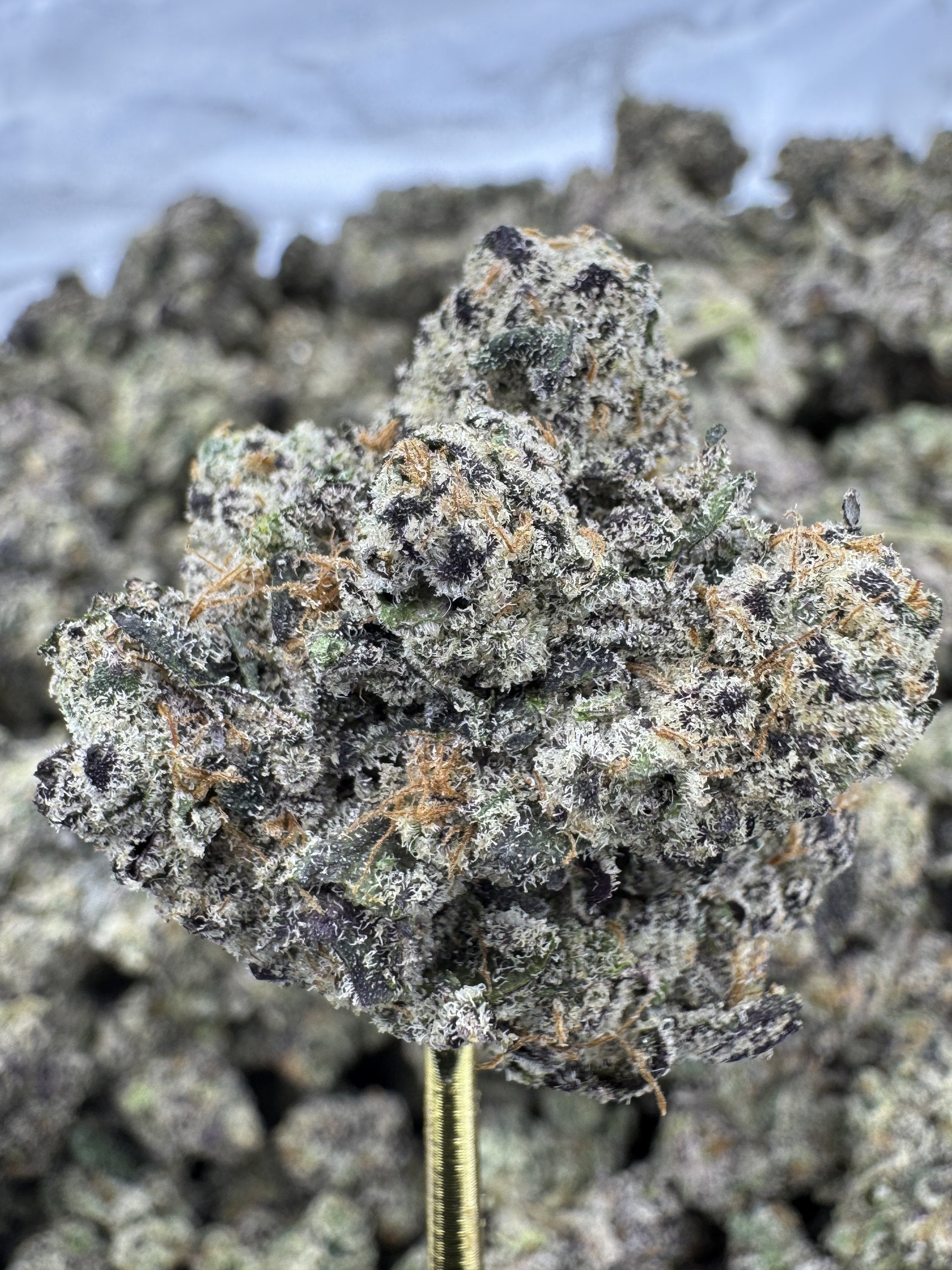 Purple Champagne