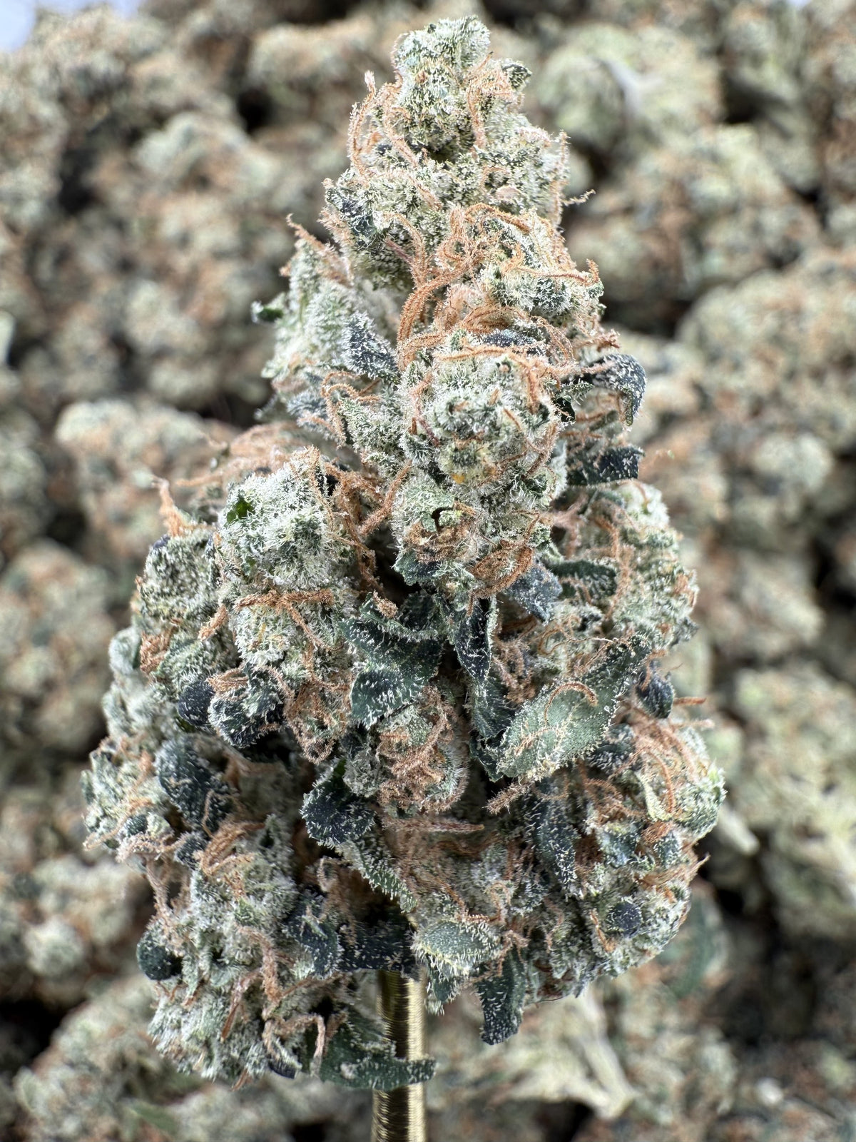 Sour Chem