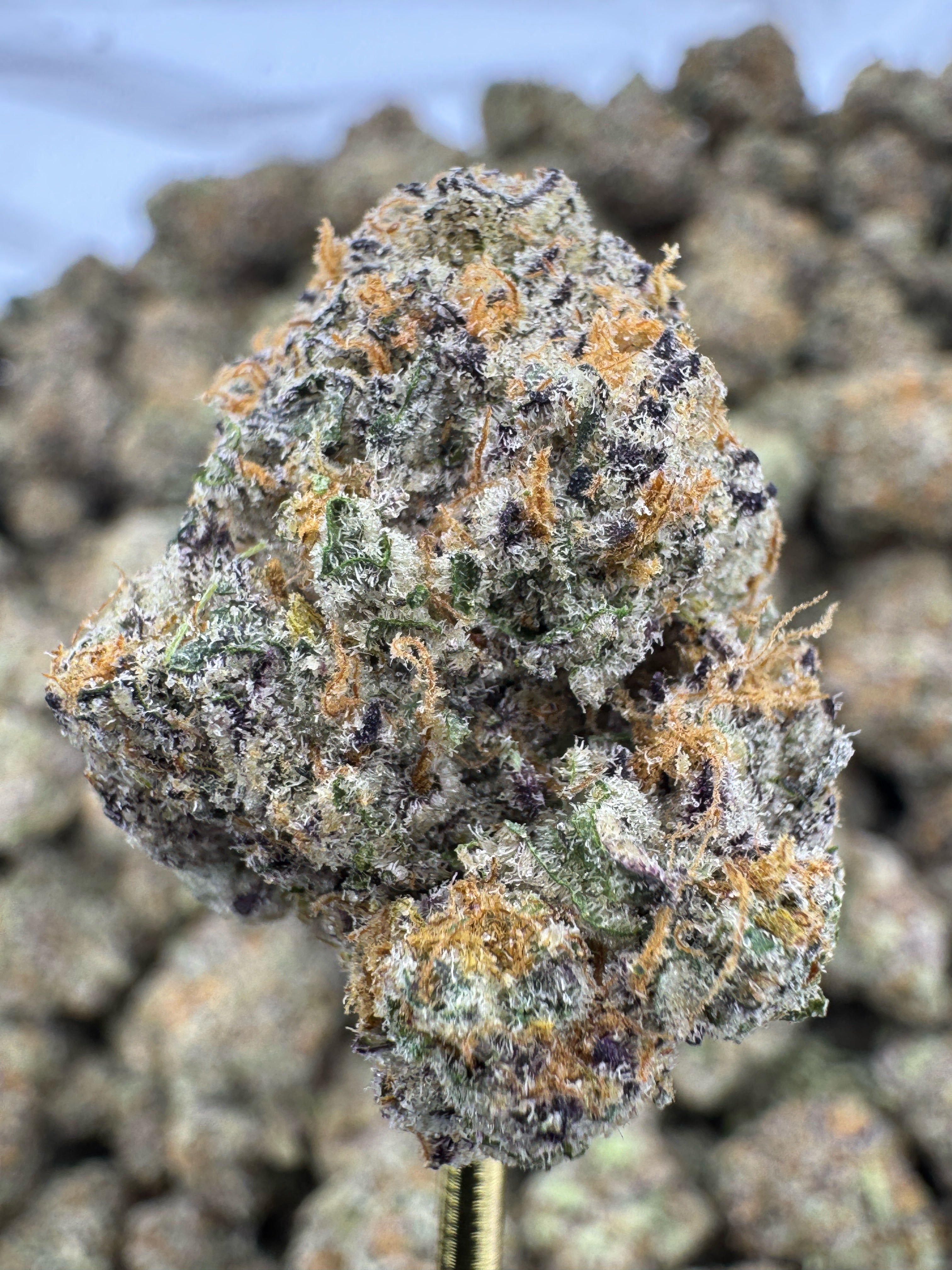 Sour Cherry Gelato