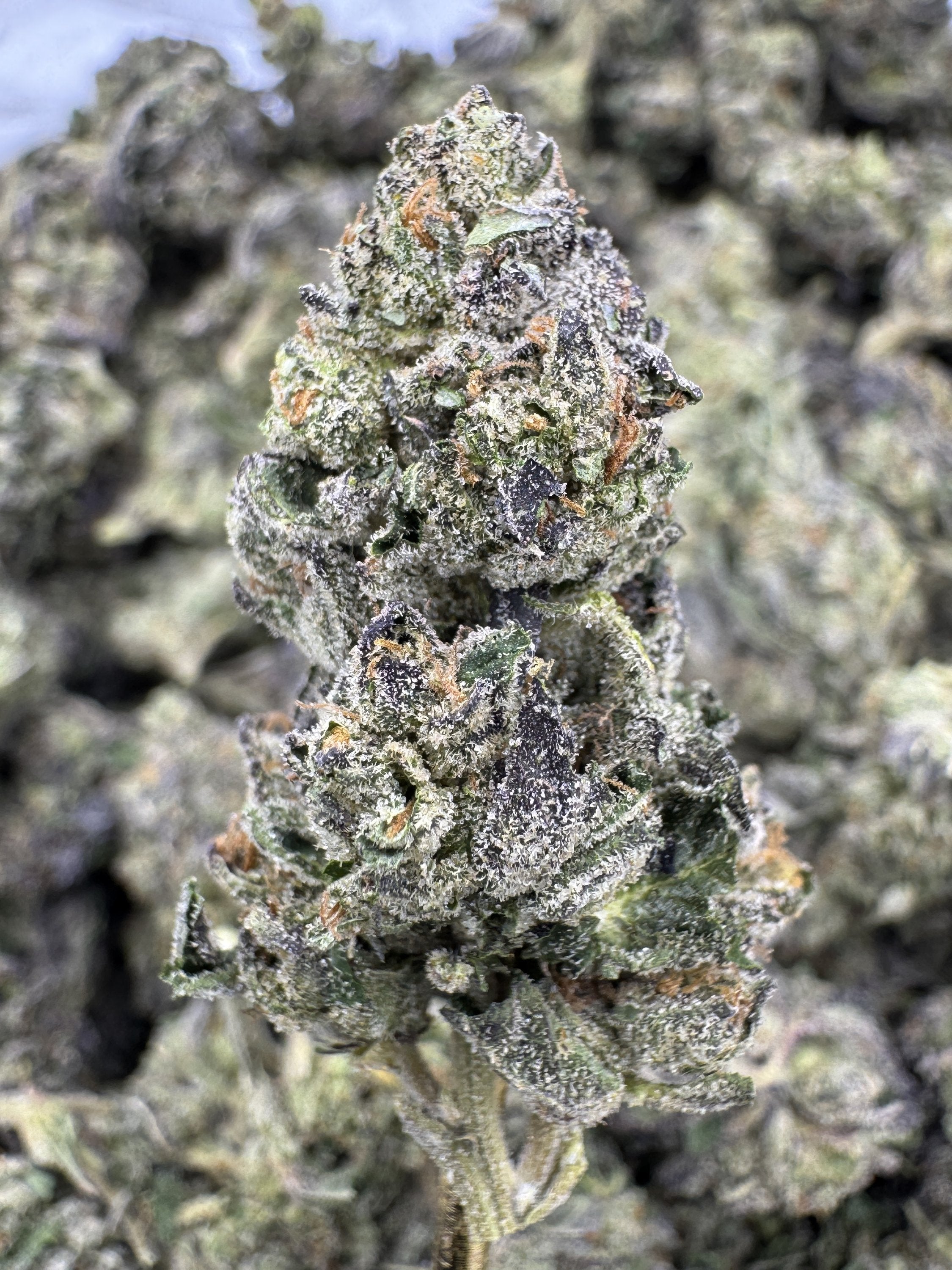 Stardawg