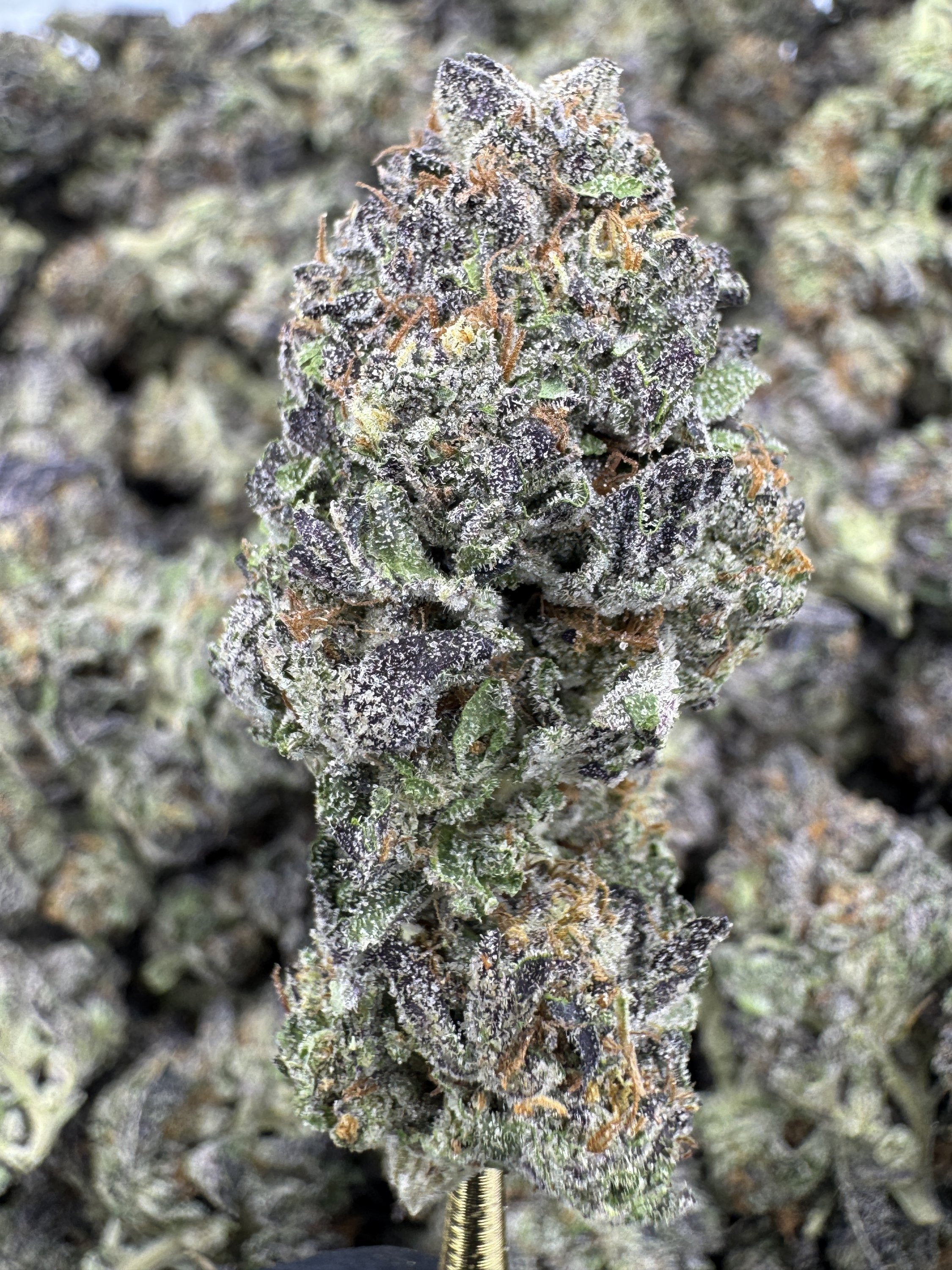 Sunset Sherbet