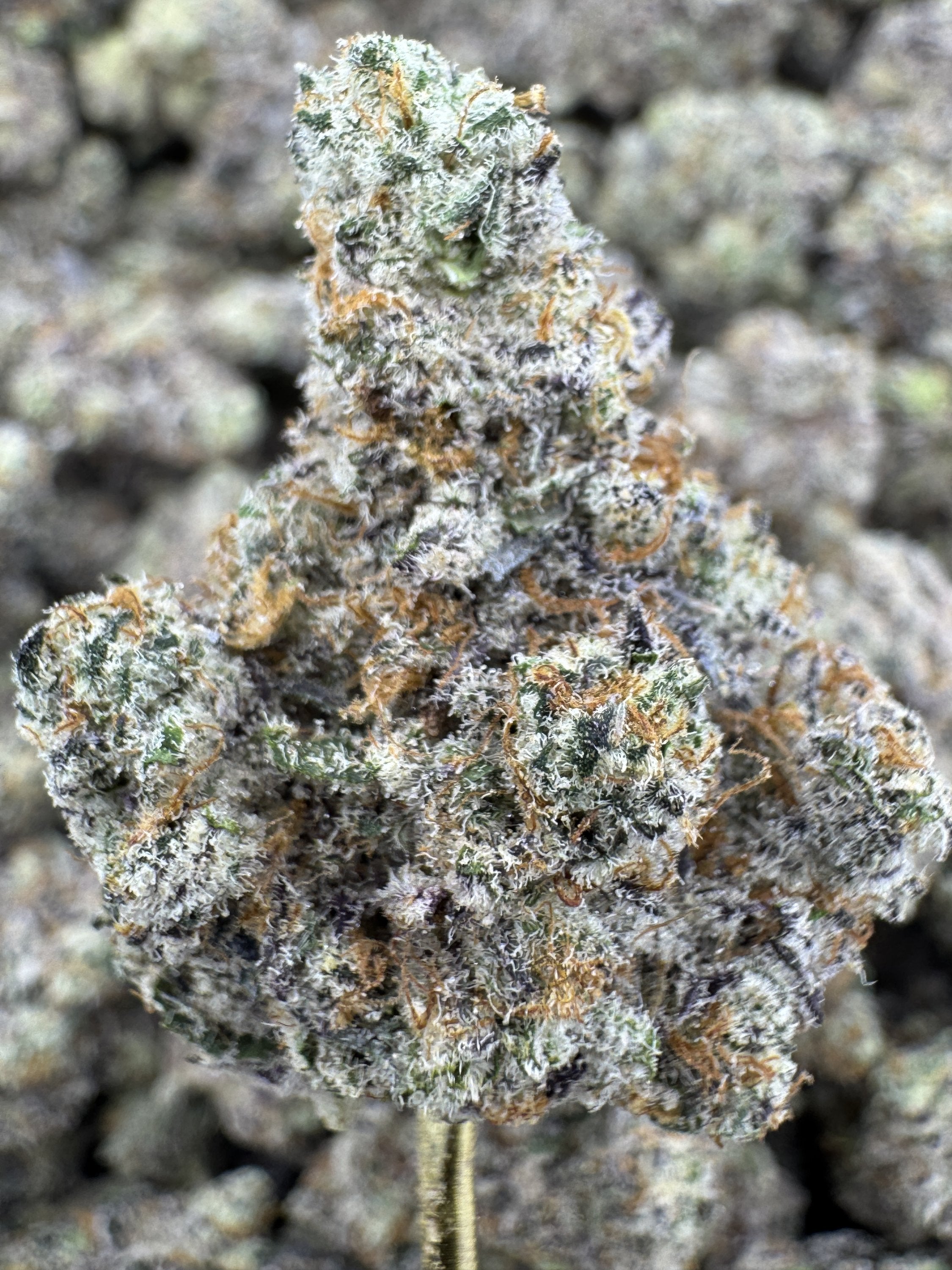 White Chocolate Chip