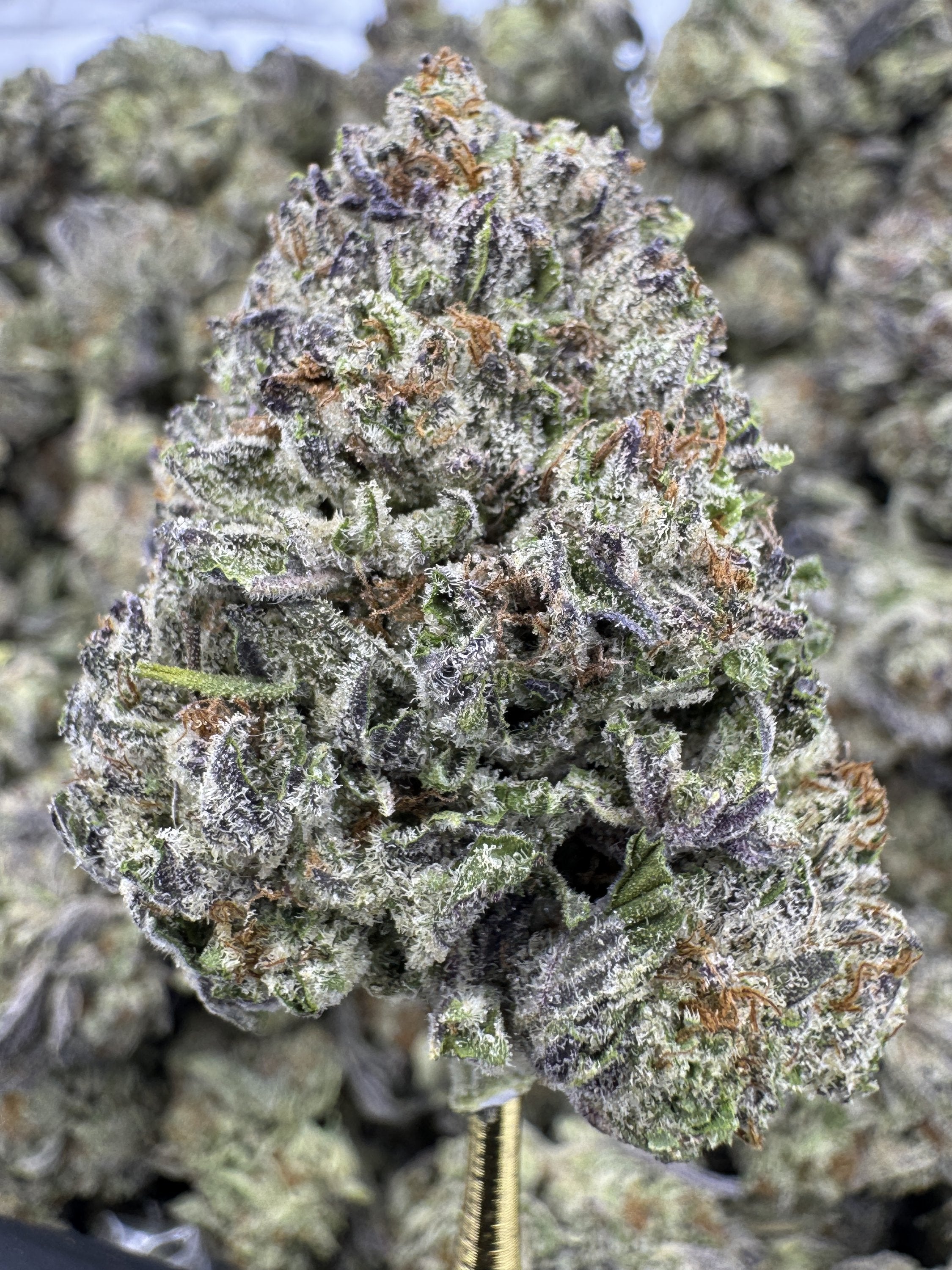 White Durban