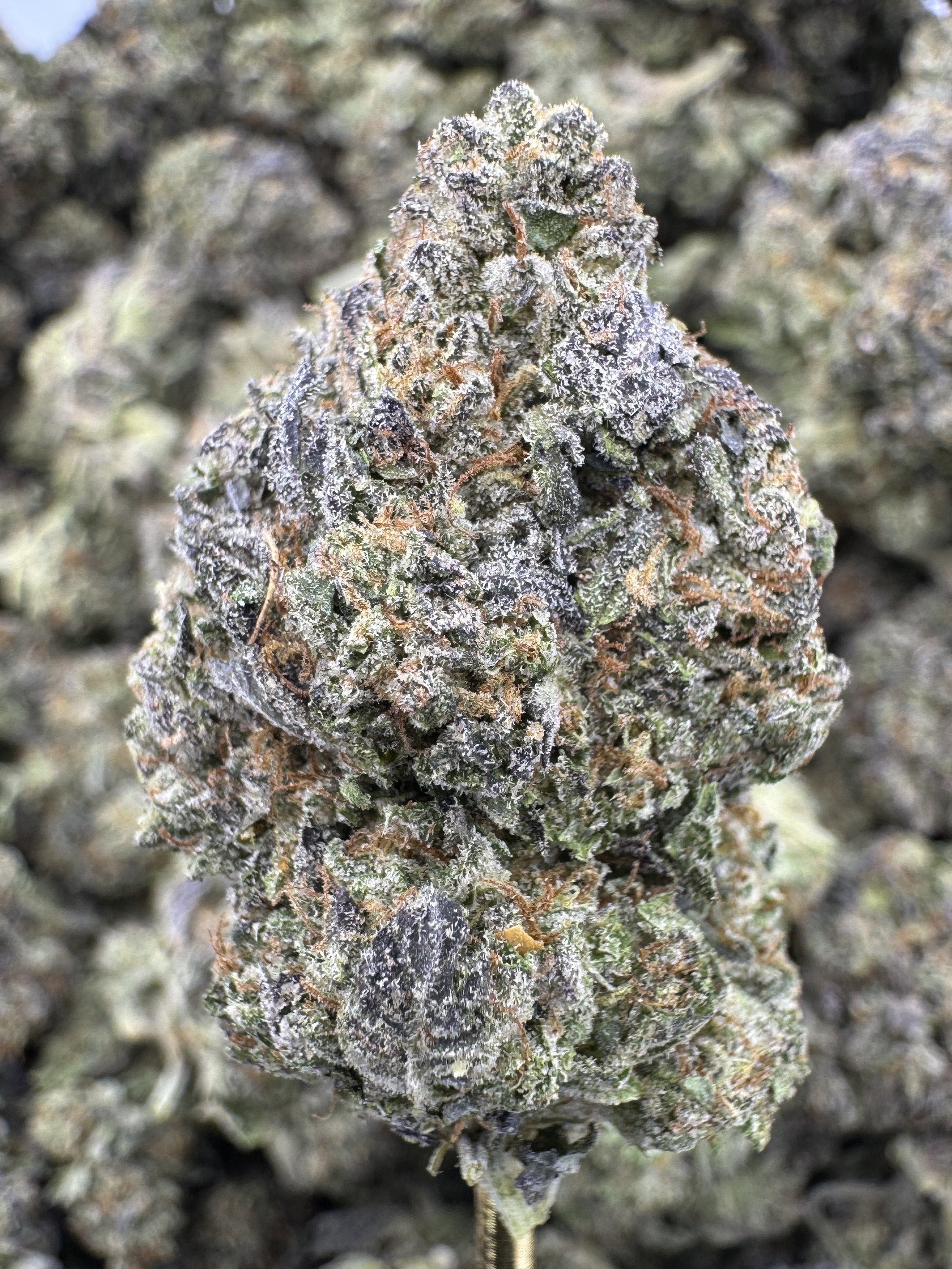 White Gelato
