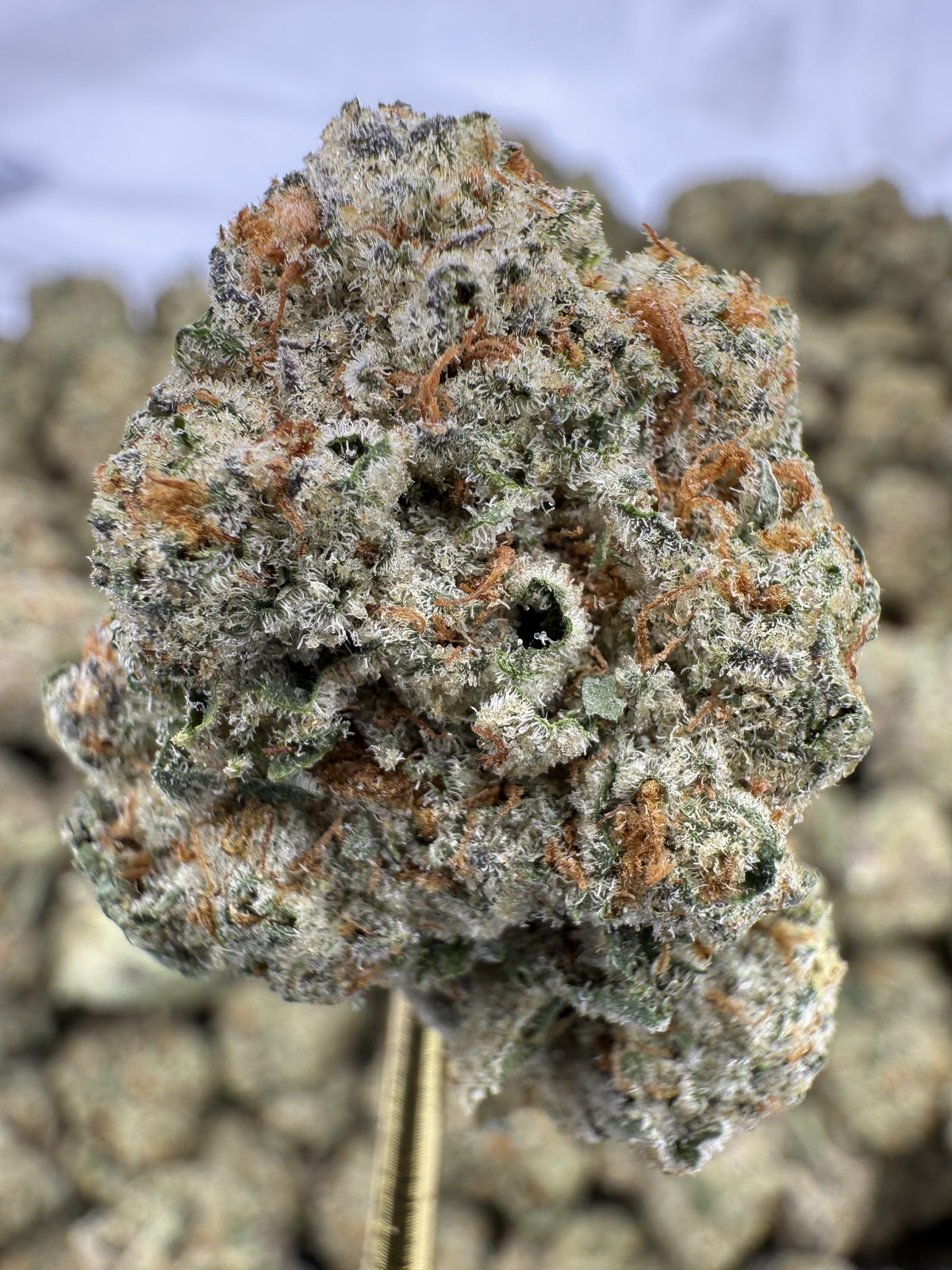 White Gelato