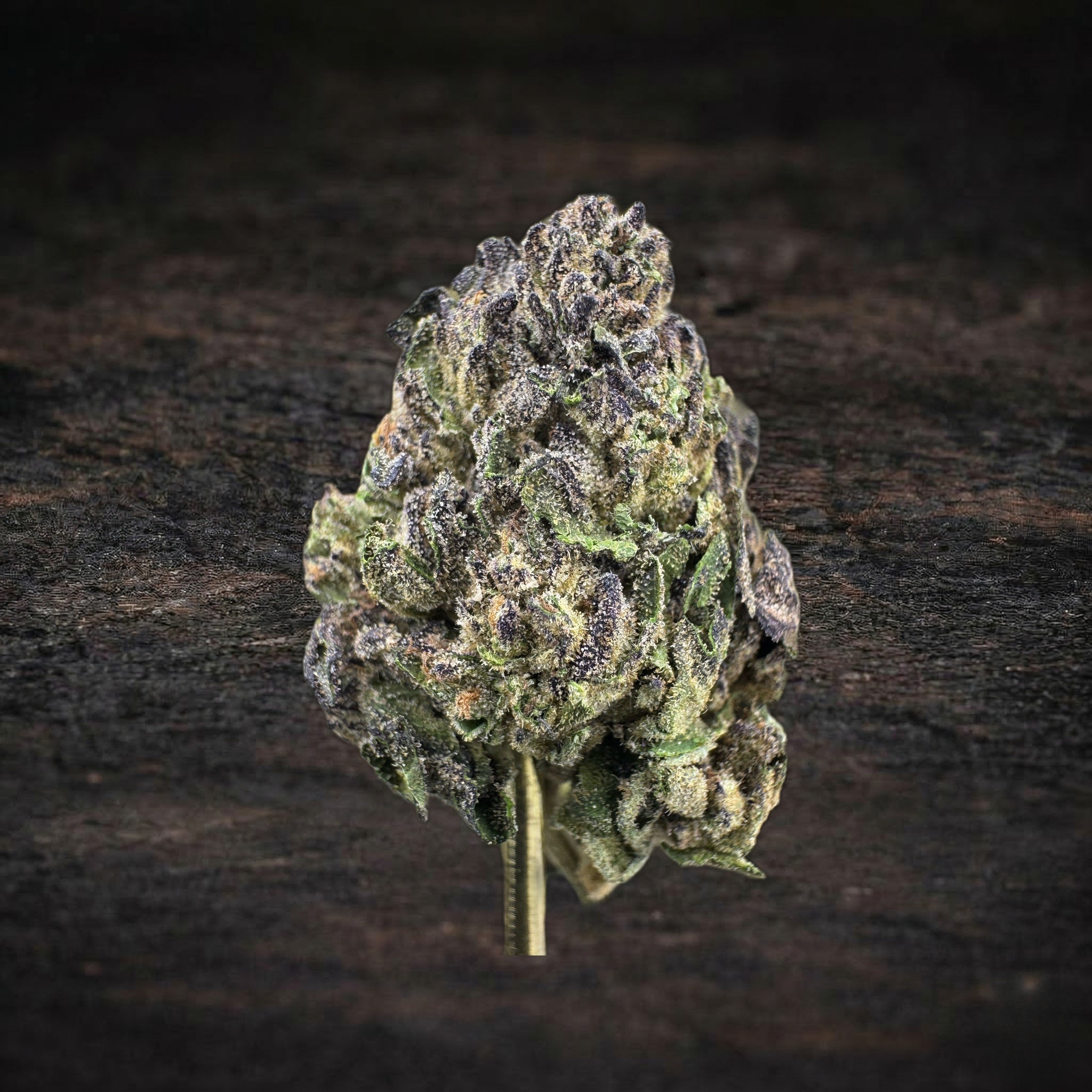 Birthday Cake Sygil Select