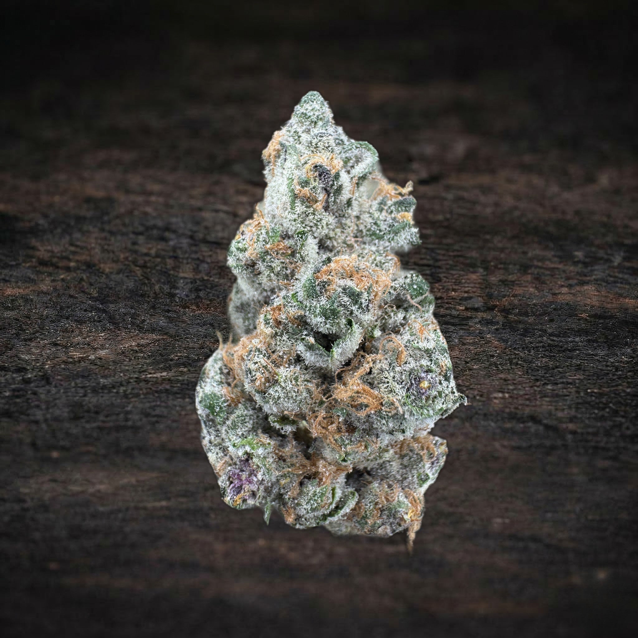 Blackberry Super Boof Exotic Indoor