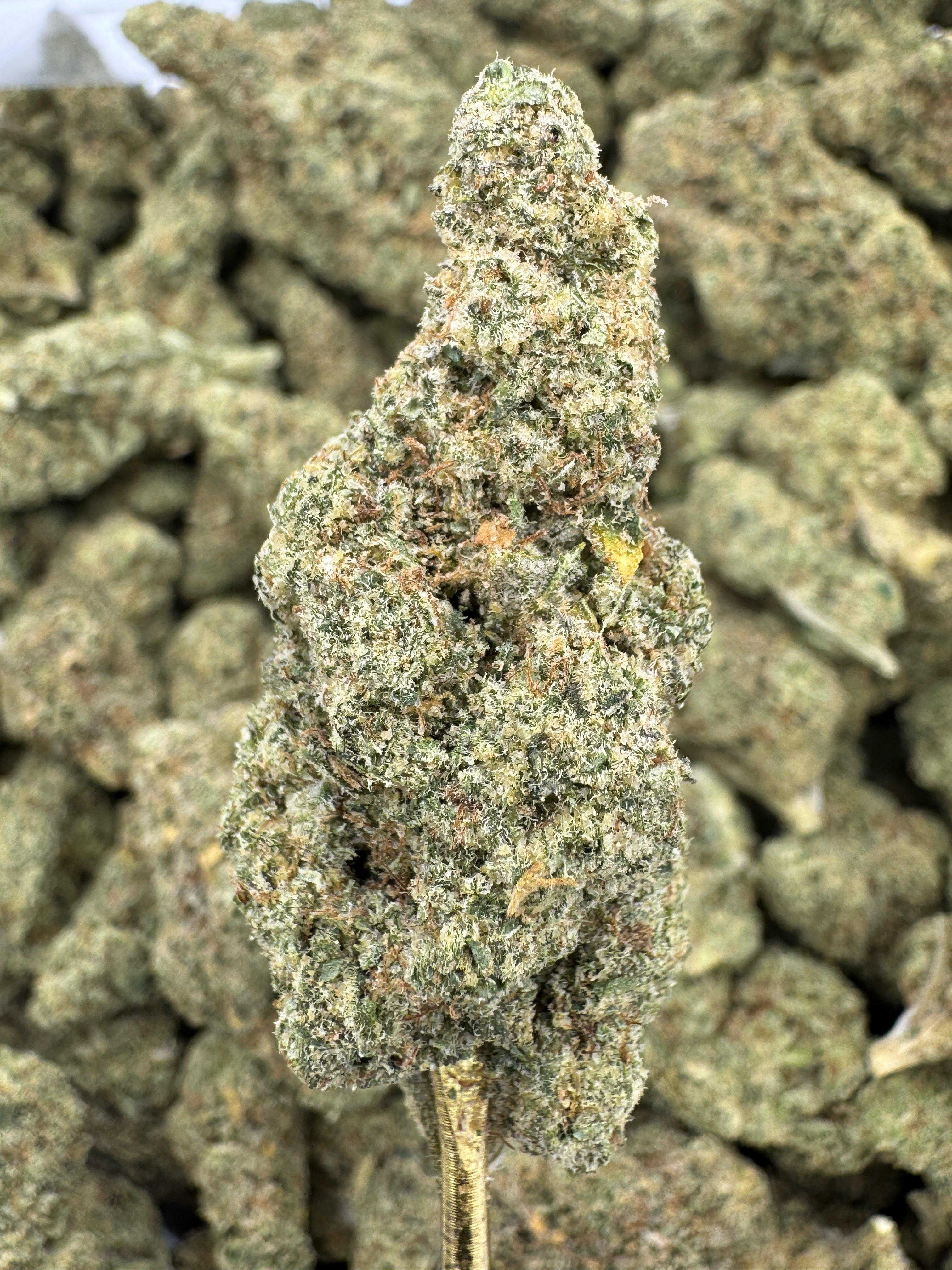 Rock Candy Exotic Indoor