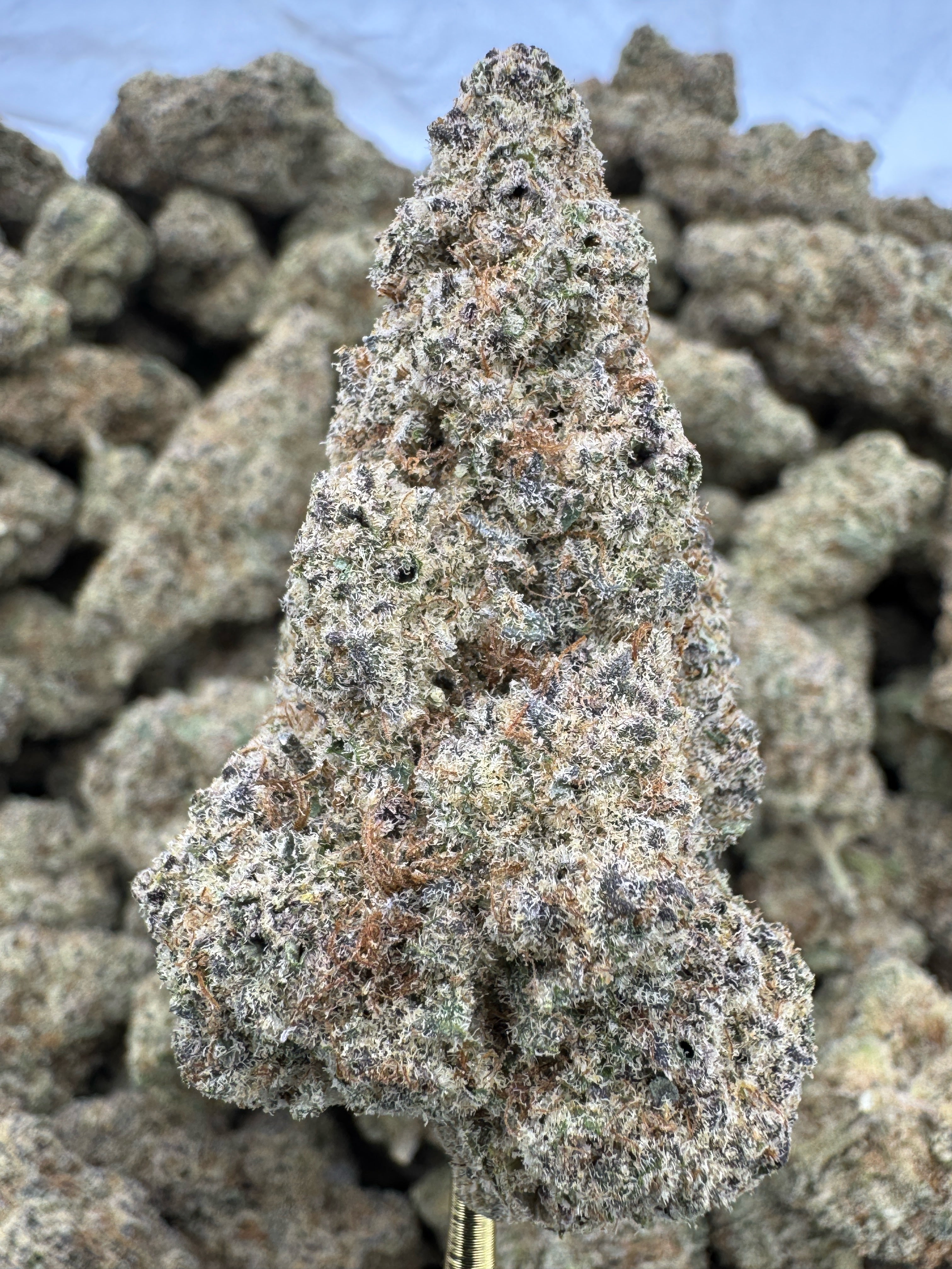 Sub Zero Exotic Indoor