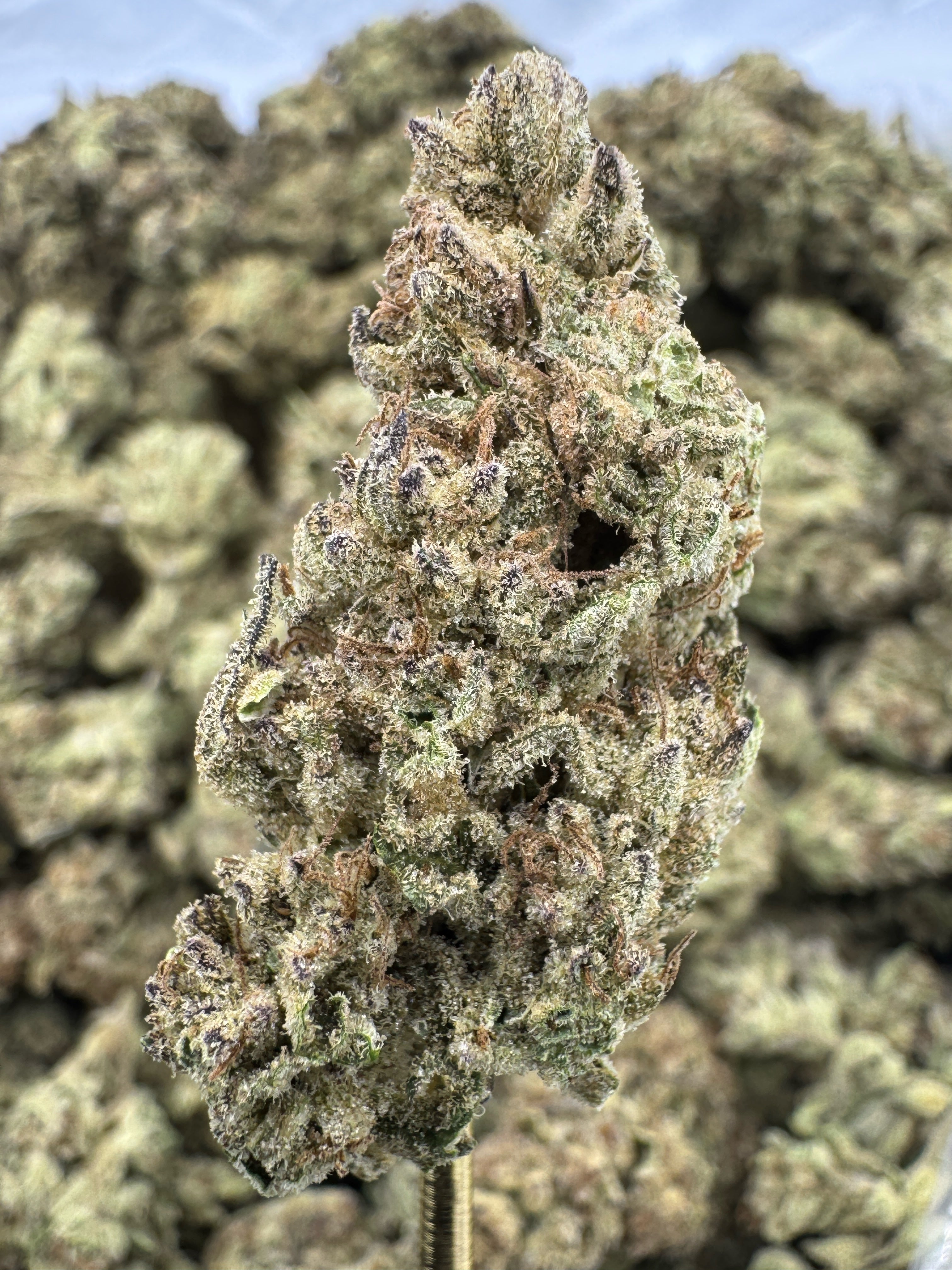 Venom Og Sygil Select