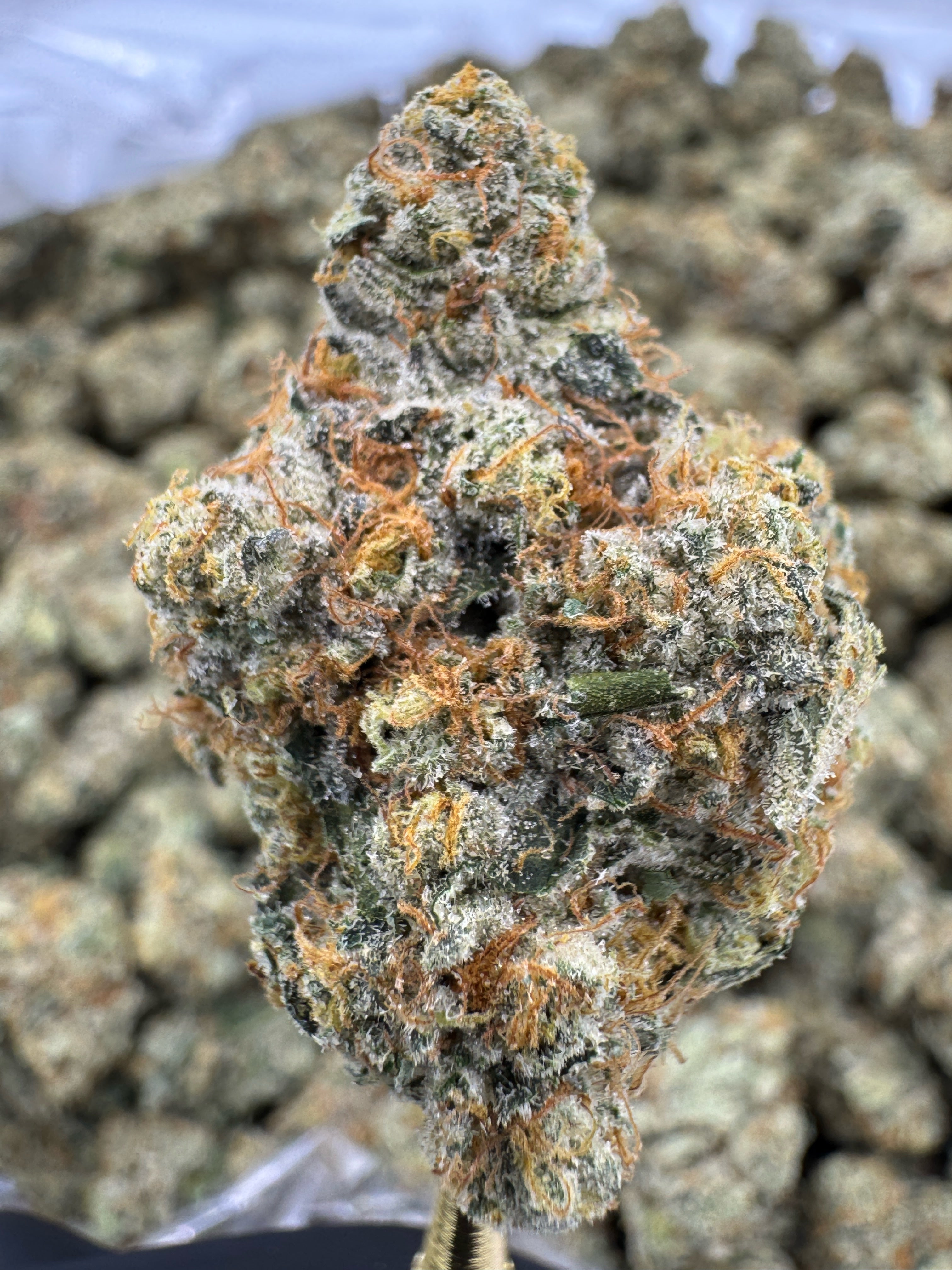 Ooh Lala Exotic Indoor