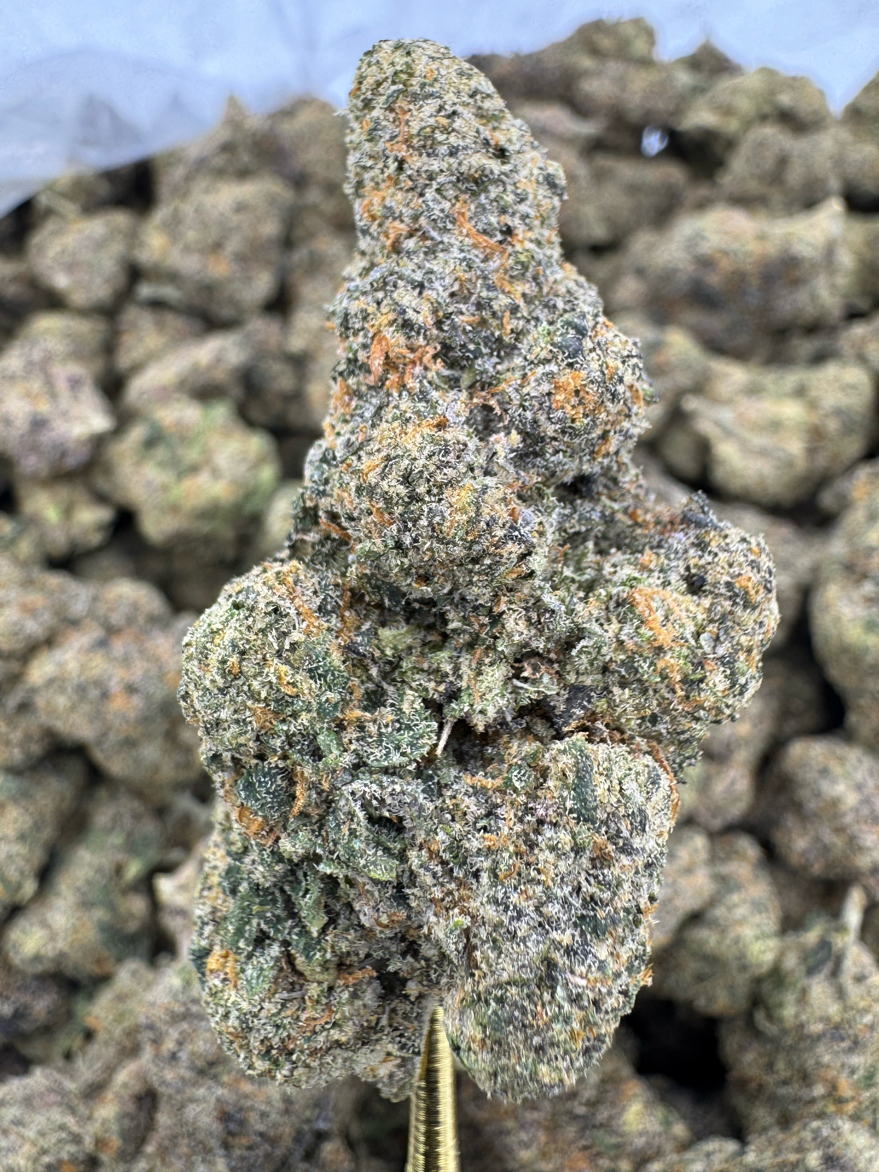 Permanent Marker Exotic Indoor