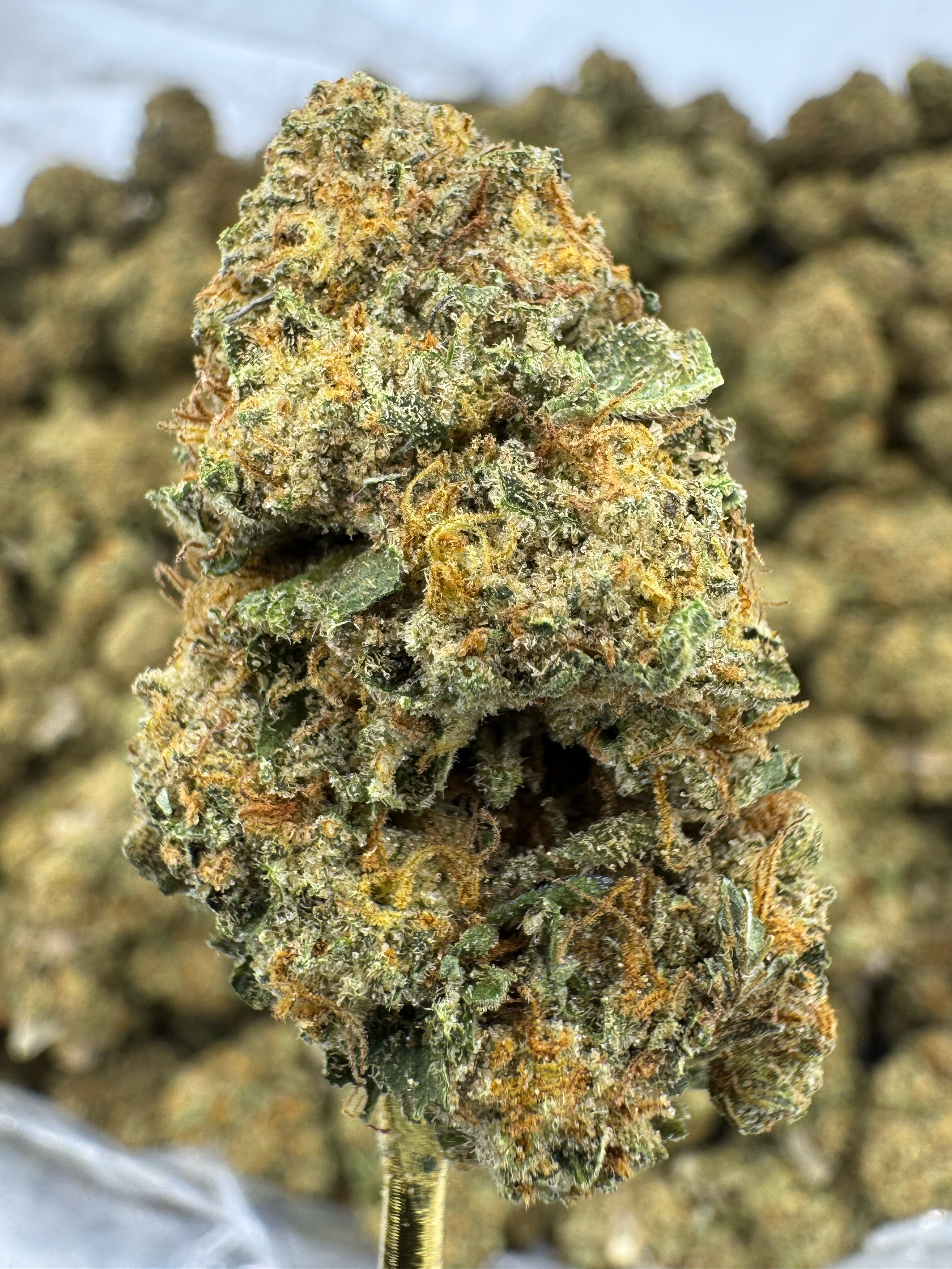 Lemon Tree Sygil Select