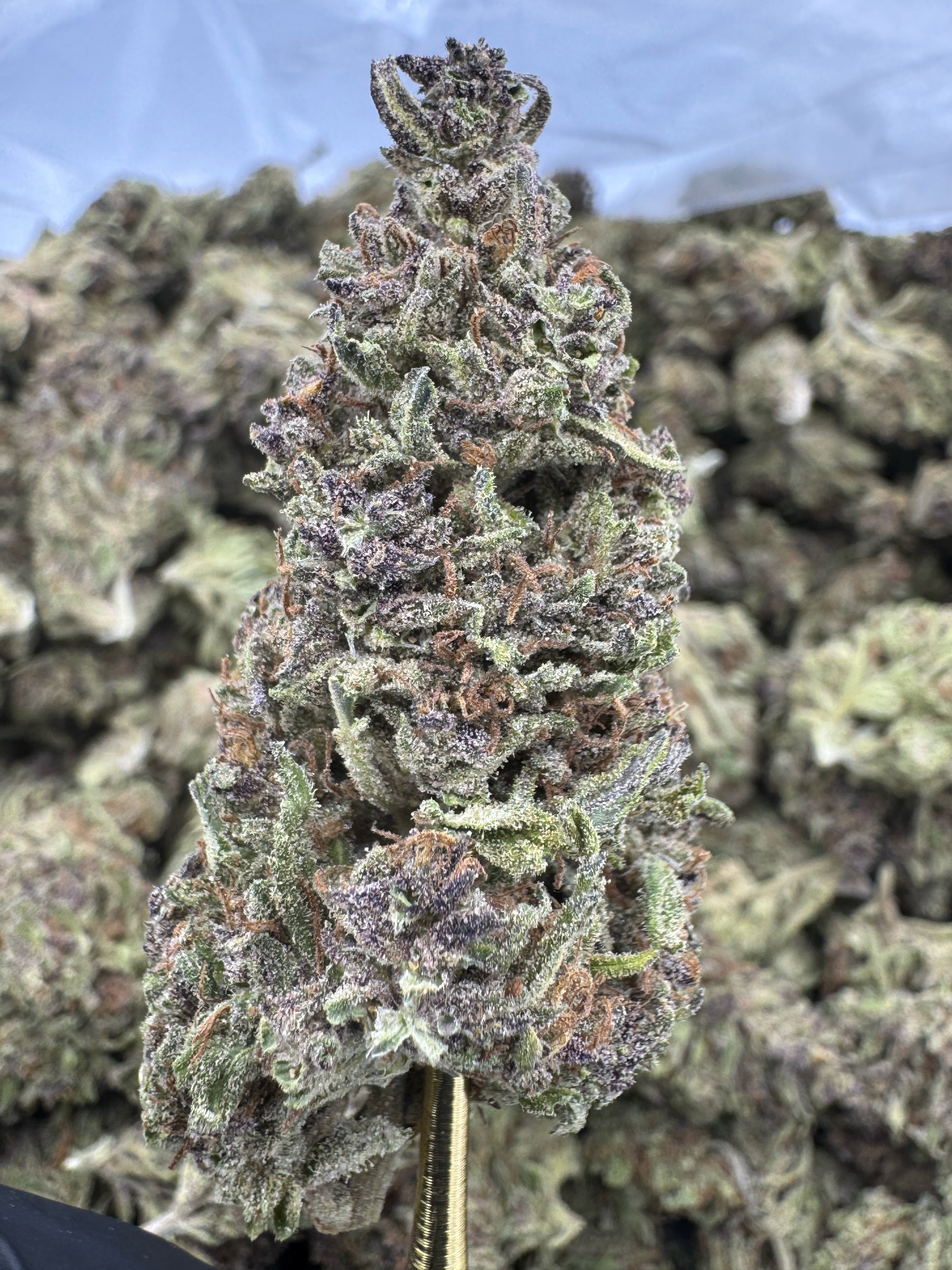 Blue Zushi Sygil Reserve