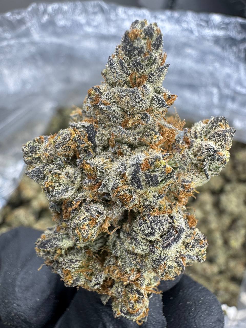 Pure Michigan Exotic Indoor