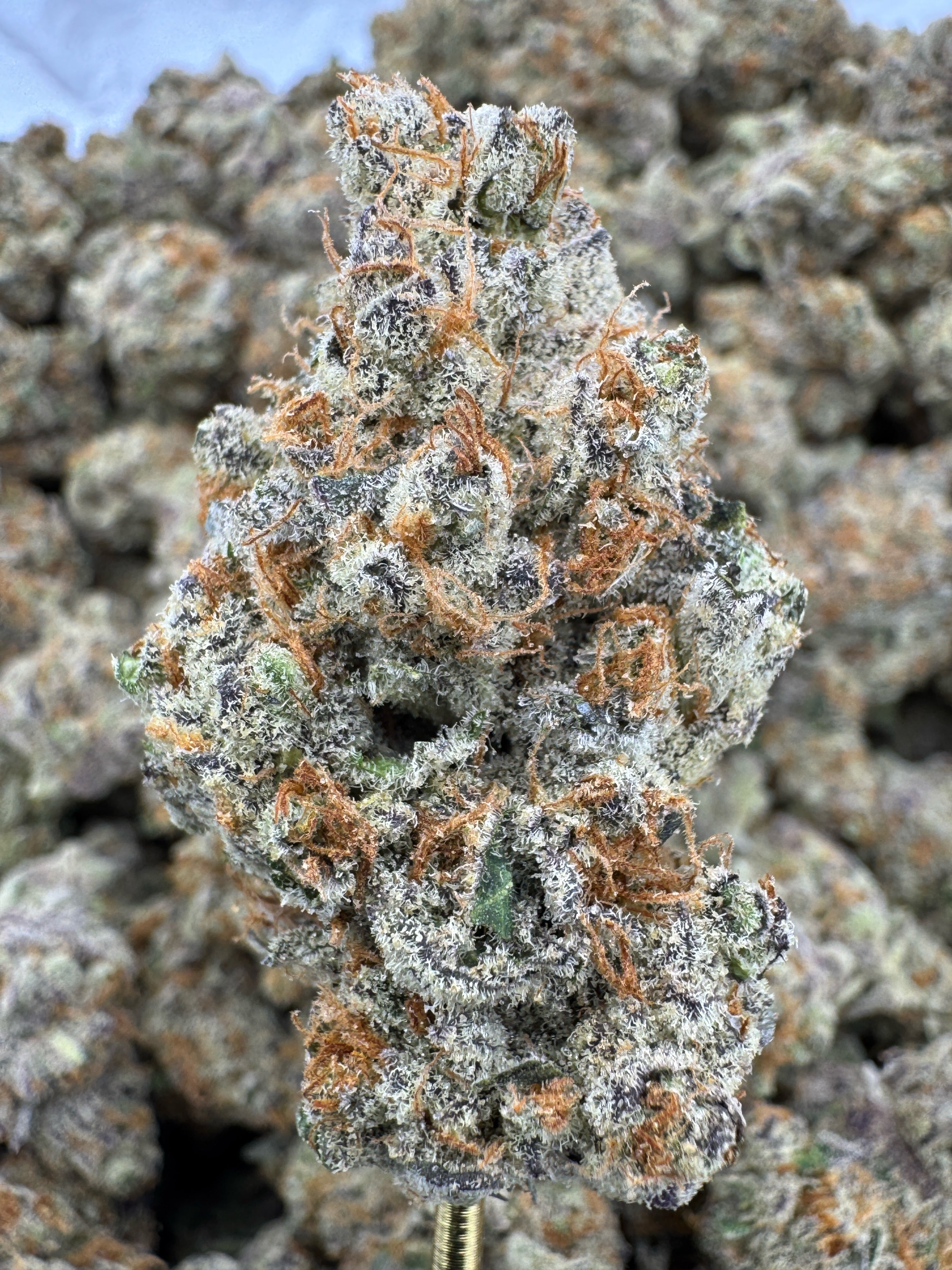 Sheesh Exotic Indoor