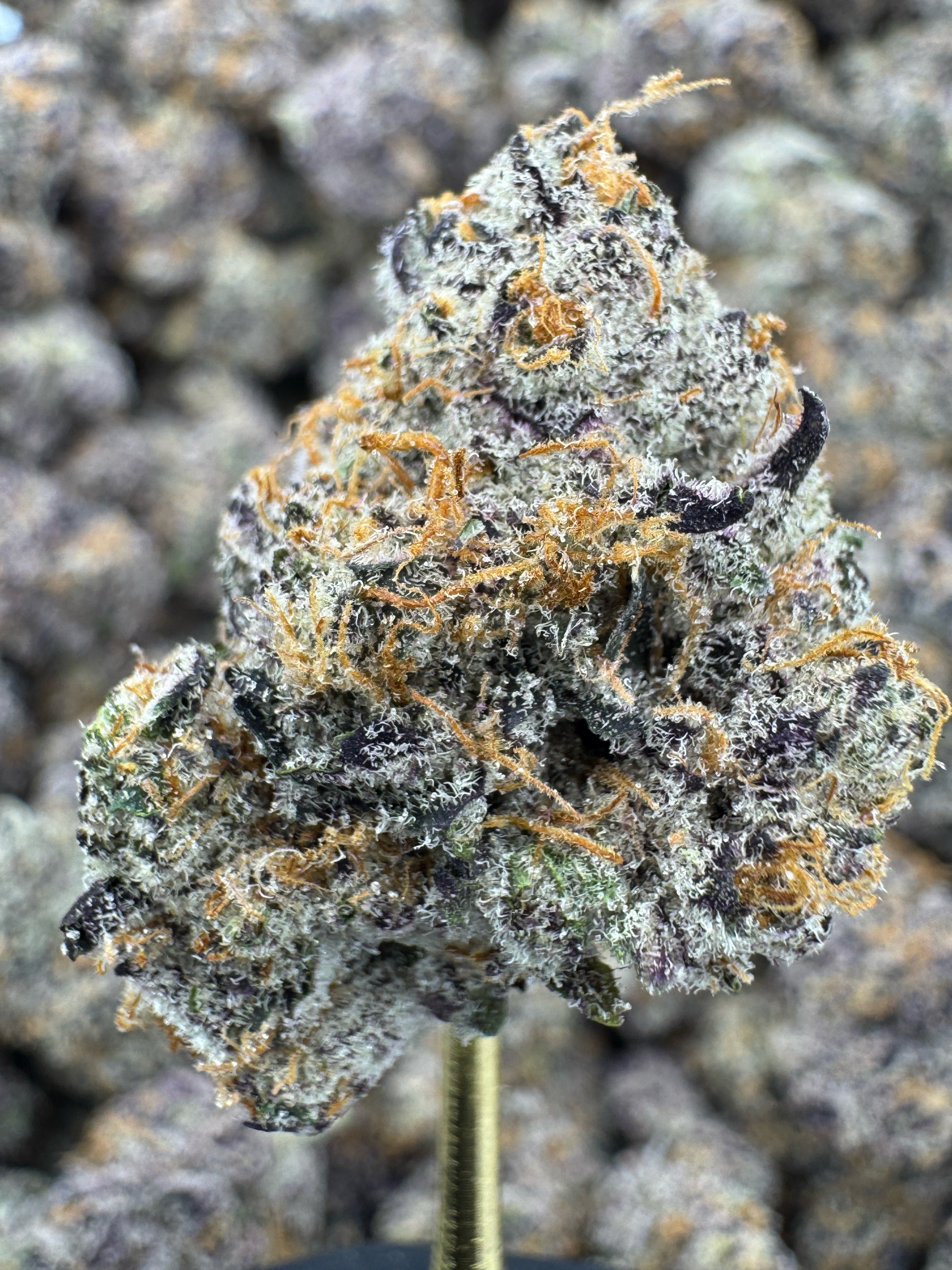 Blue Diamond X White Runtz Exotic Indoor