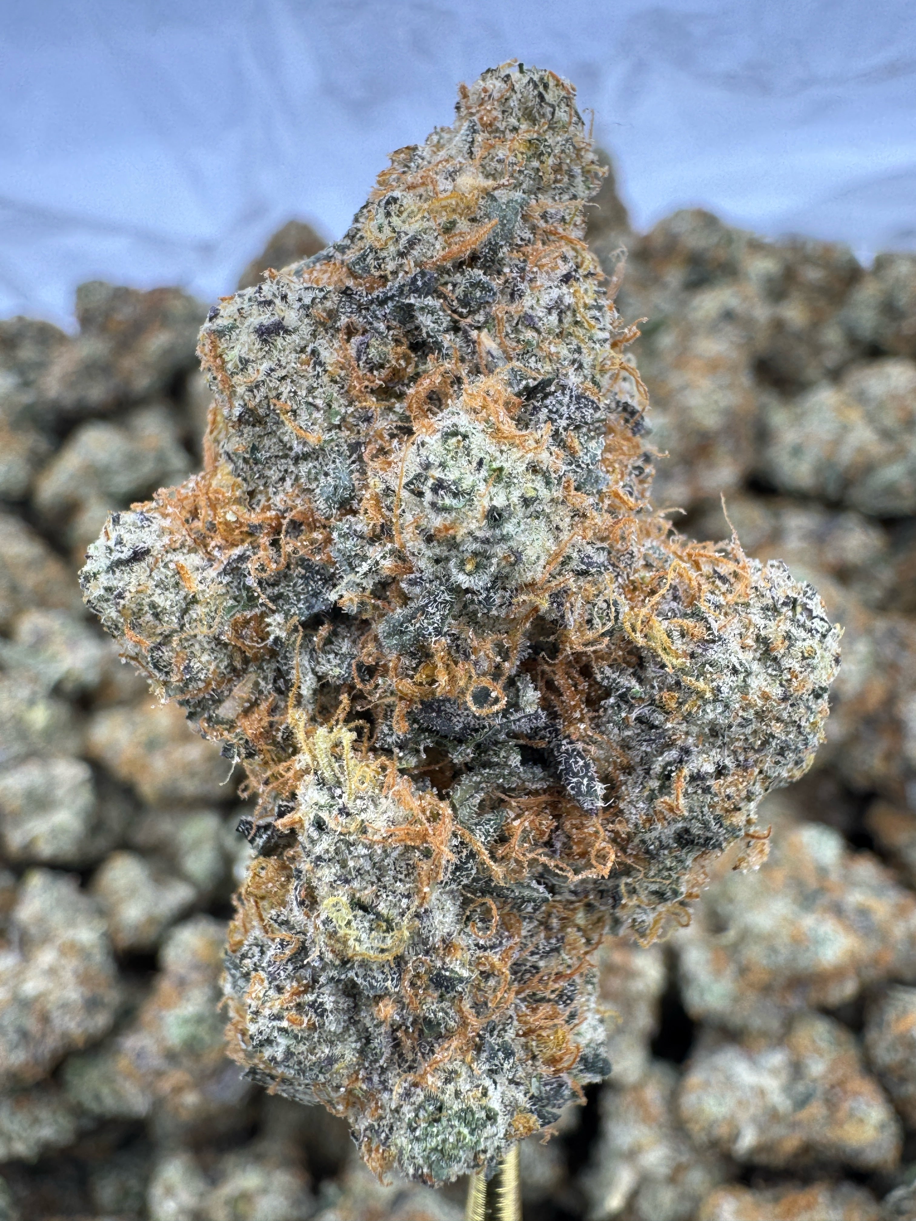 Black Amber Exotic Indoor