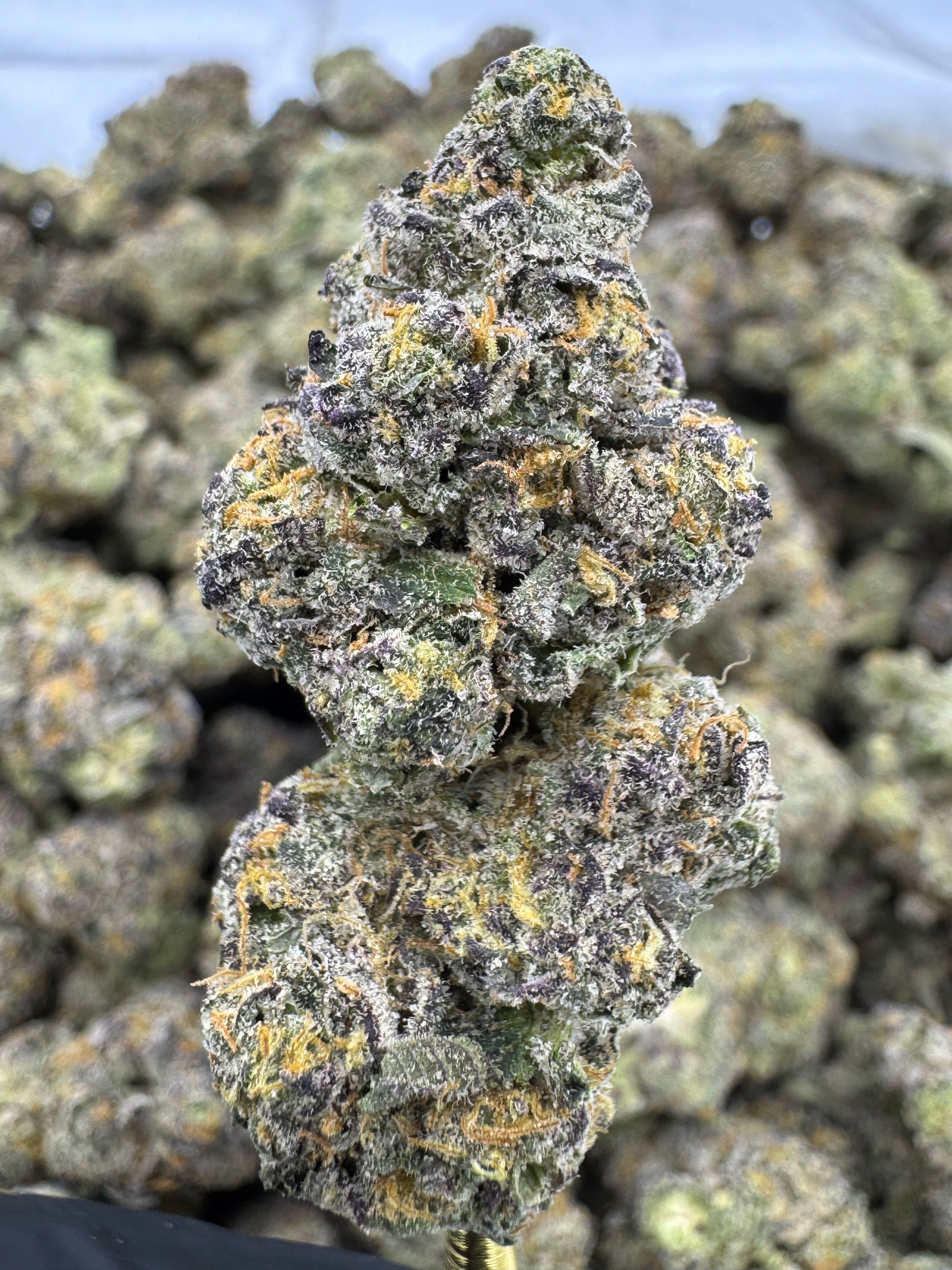 Sherlato Exotic Indoor