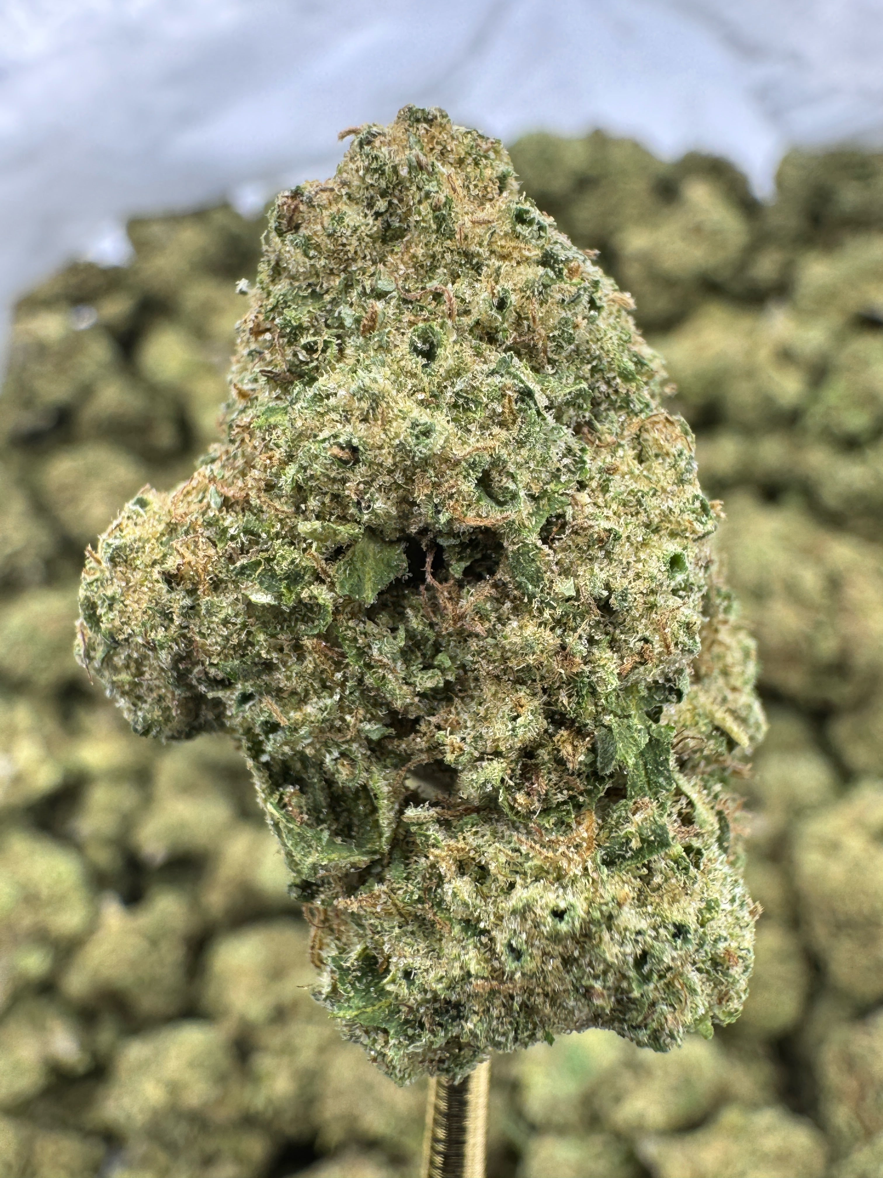 Rainbow Runtz Sygil Select